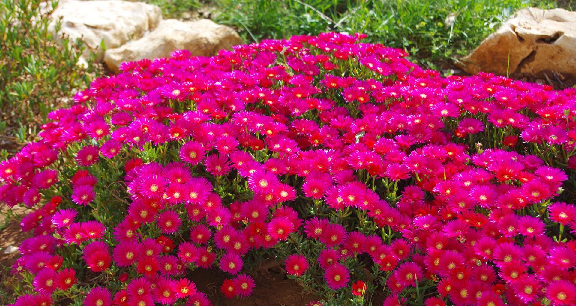 Inner courtyard view