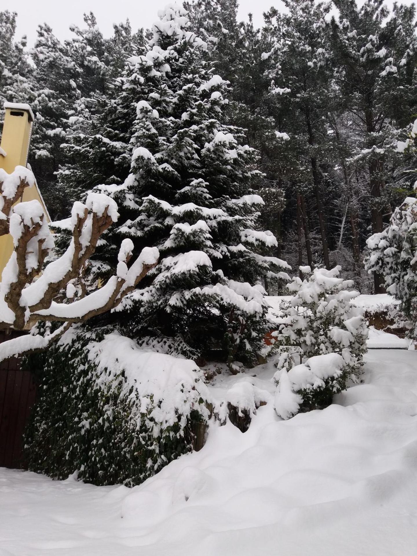 Six Steps From The Forest