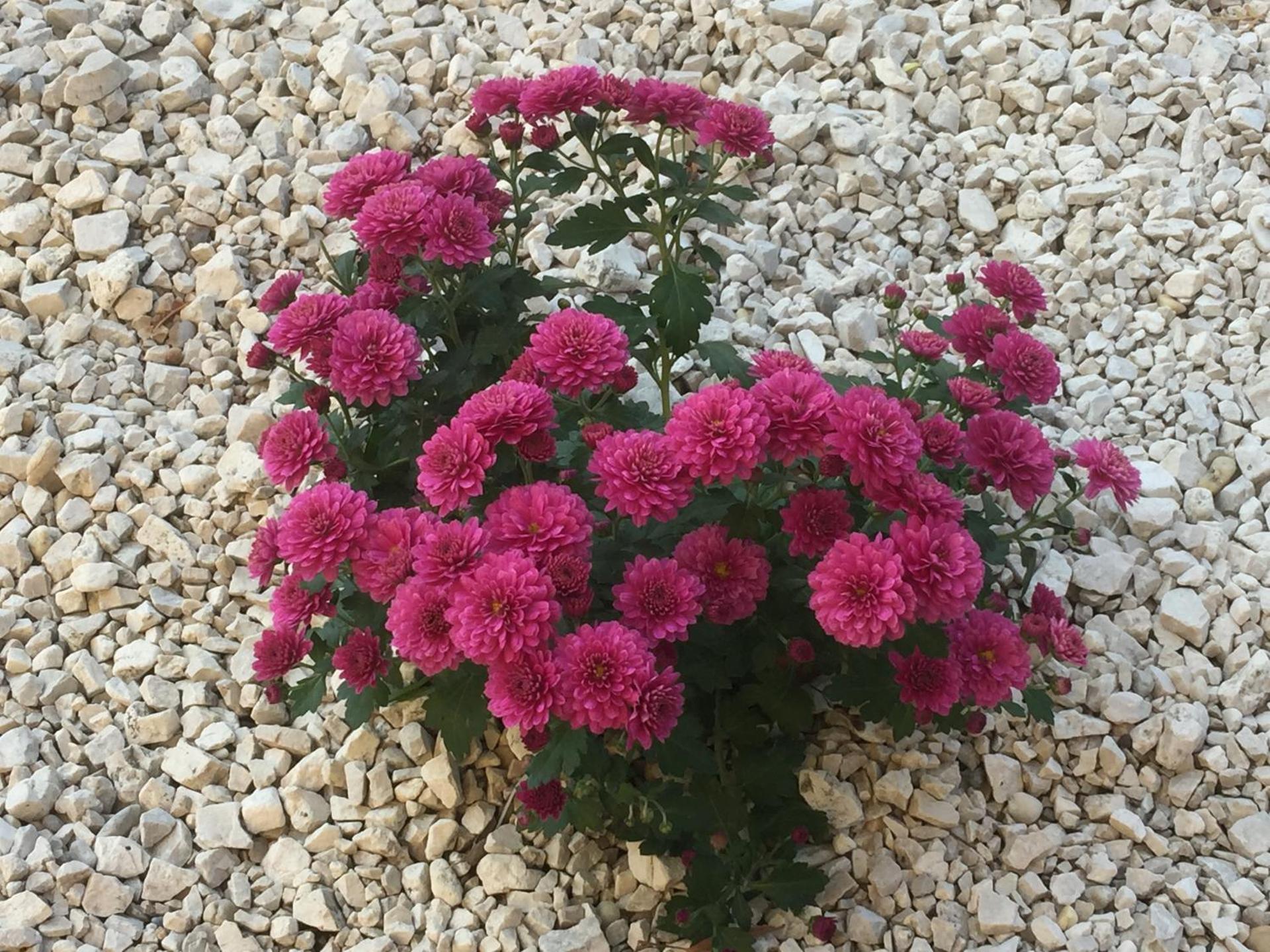 Villa Bella Apartman