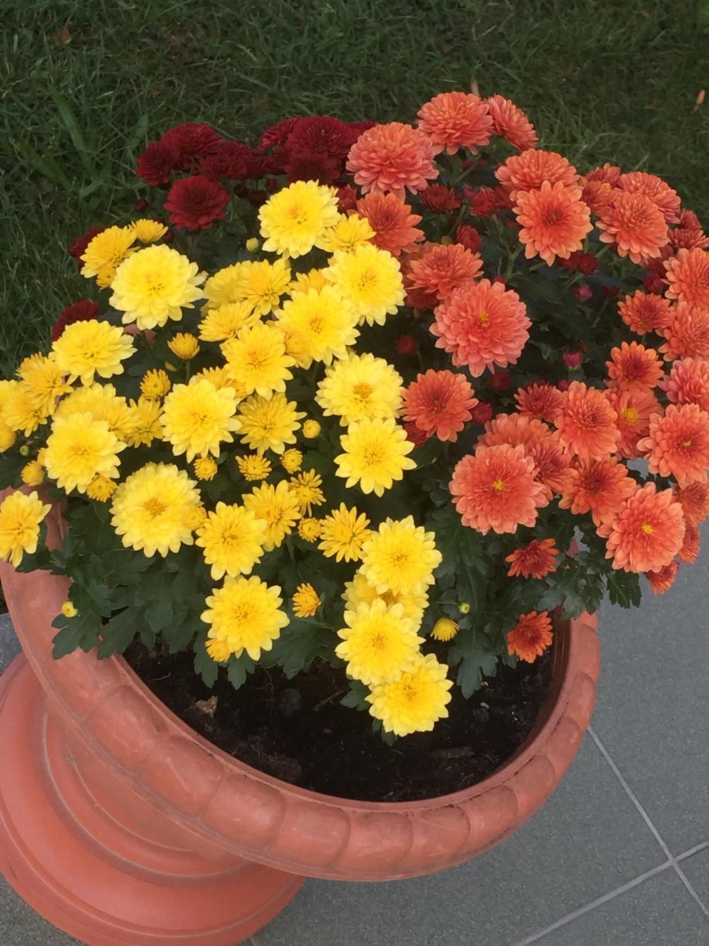 Villa Bella Apartman