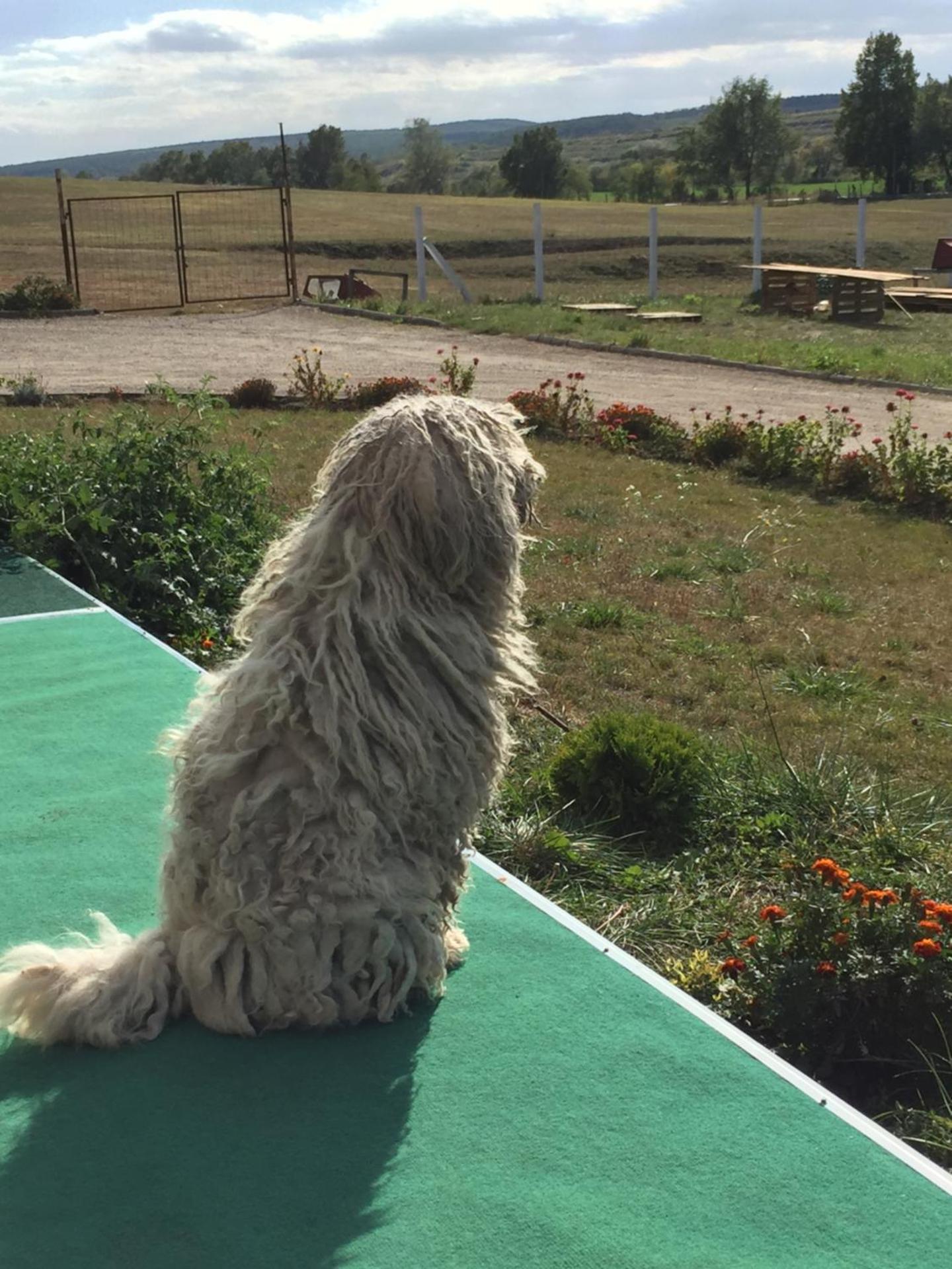 Dósa tanya, Vendégház