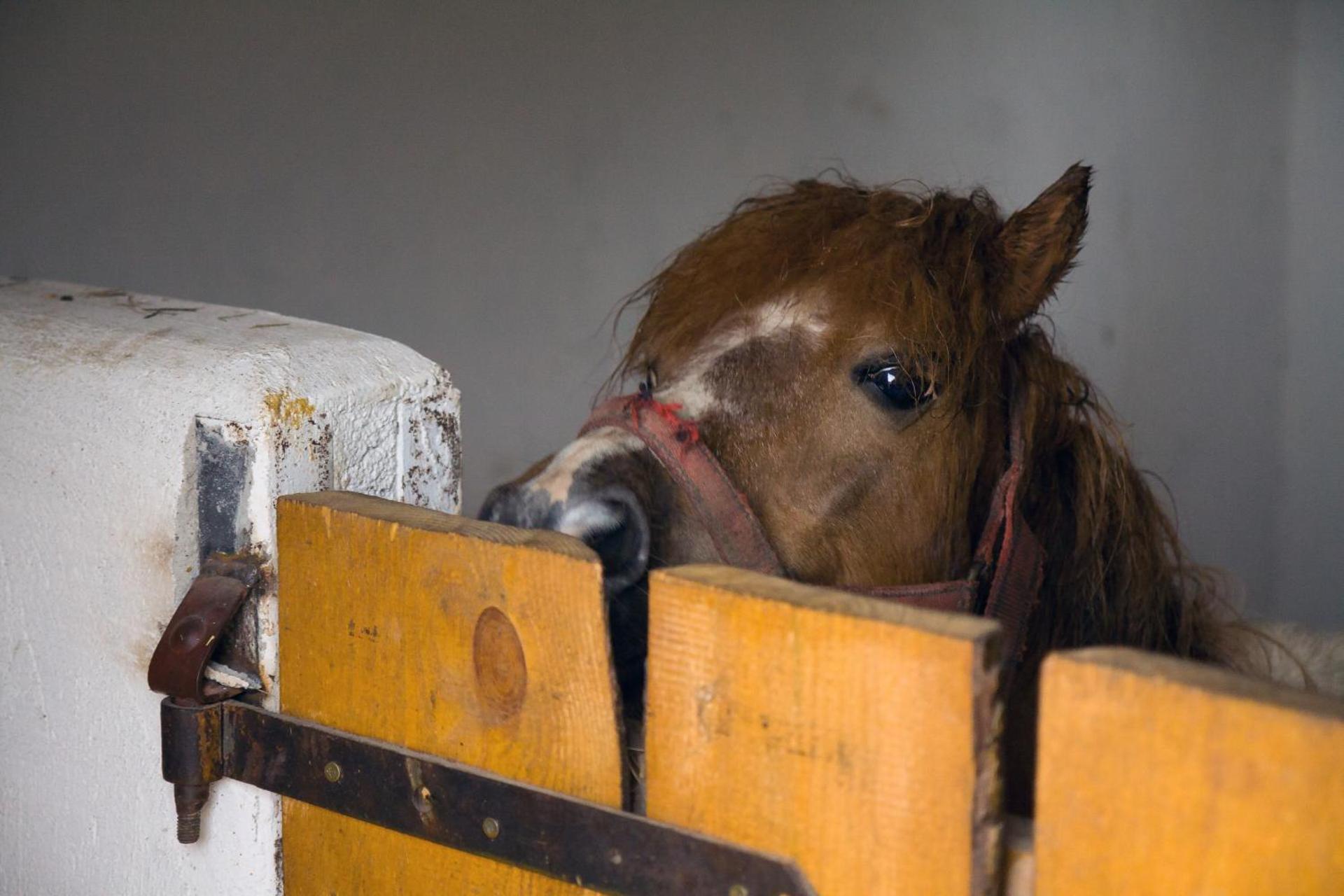 Brzezina Resort - Wille