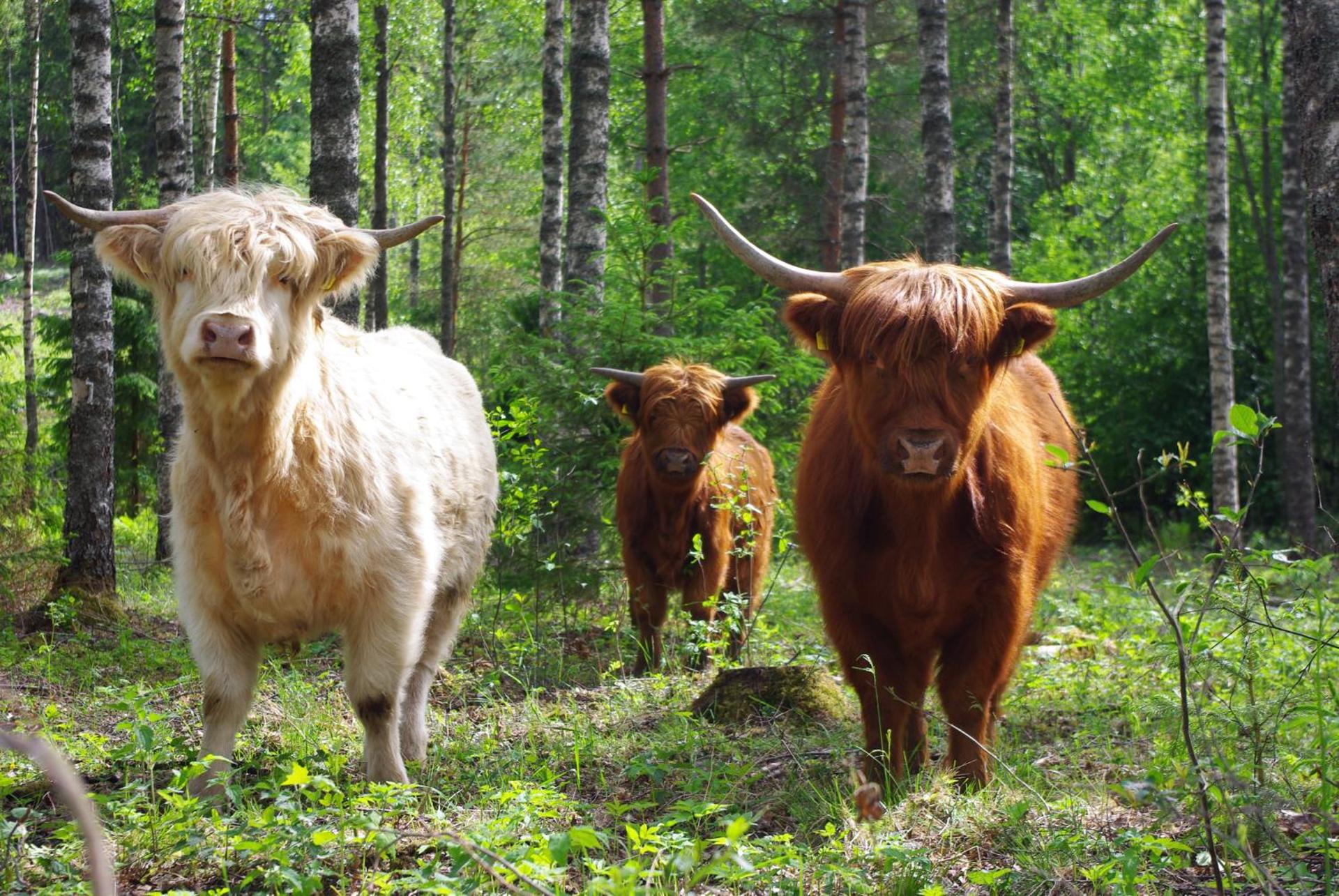 Isotalo Farm at enäjärvi lake