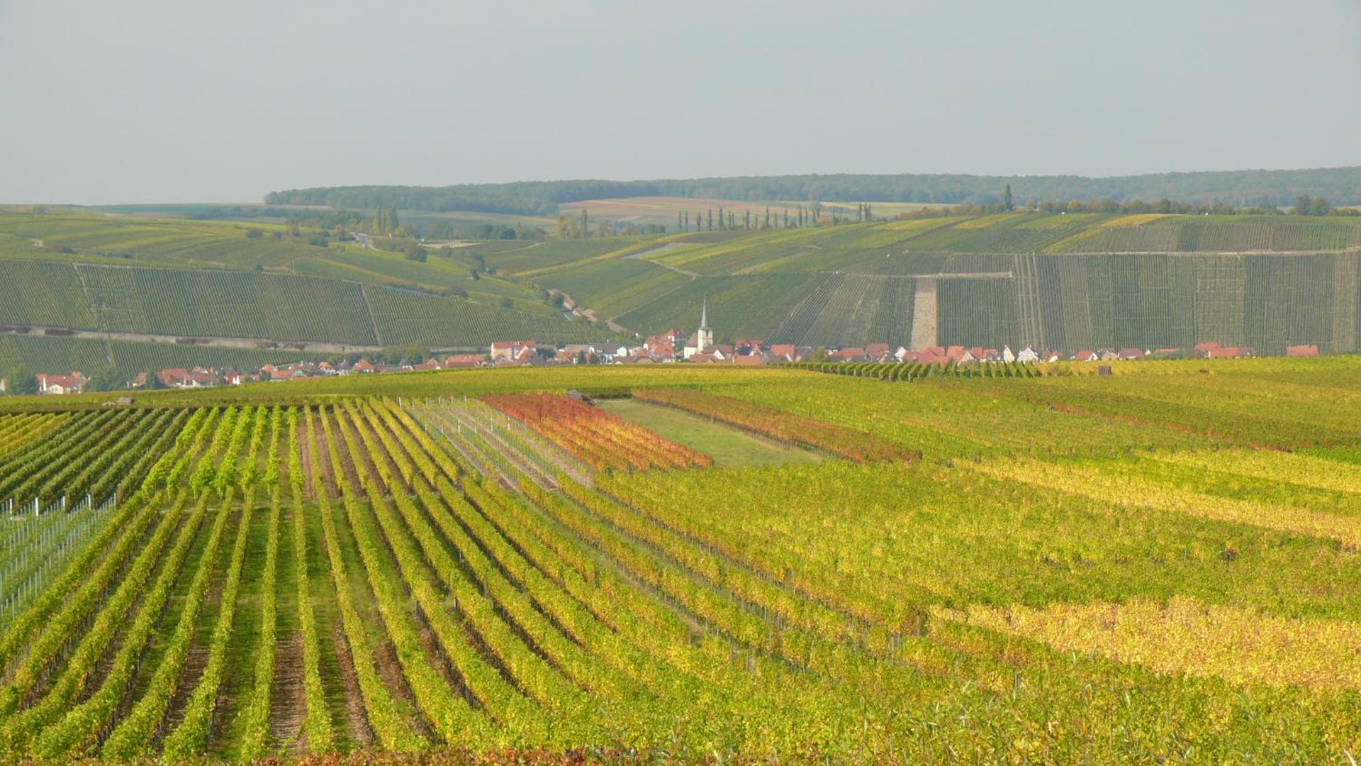 Weingut Herbert Kram