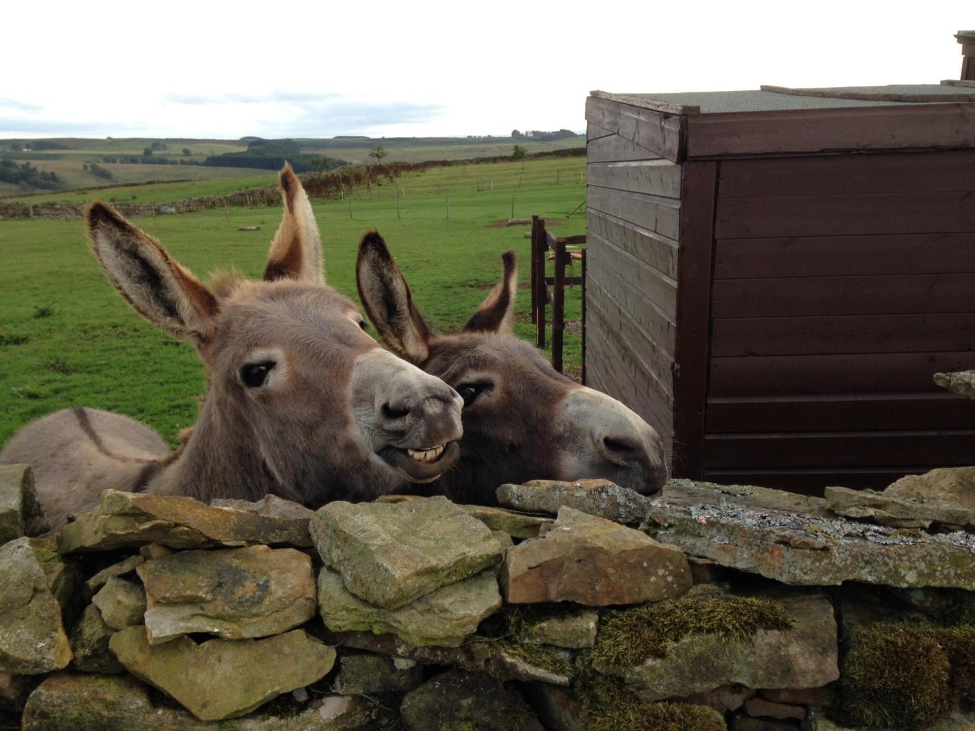 The Buteland Stop Rosie off grid Shepherds Hut