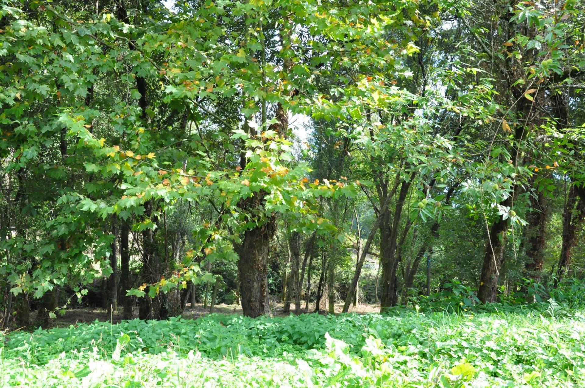 Hotel Rural de Charme Maria da Fonte