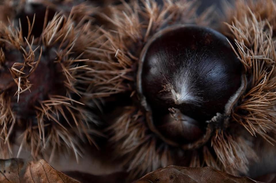 BUEHLERHOF Urlaub mit Kind & Hund, Obst-& Weingut, Brixen