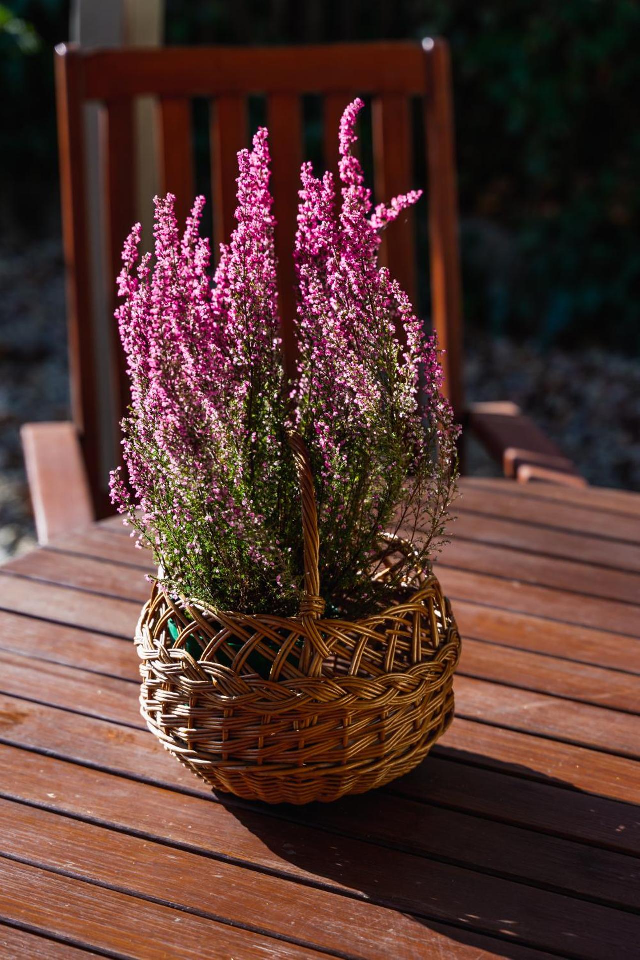 Négy Évszak Vendégház