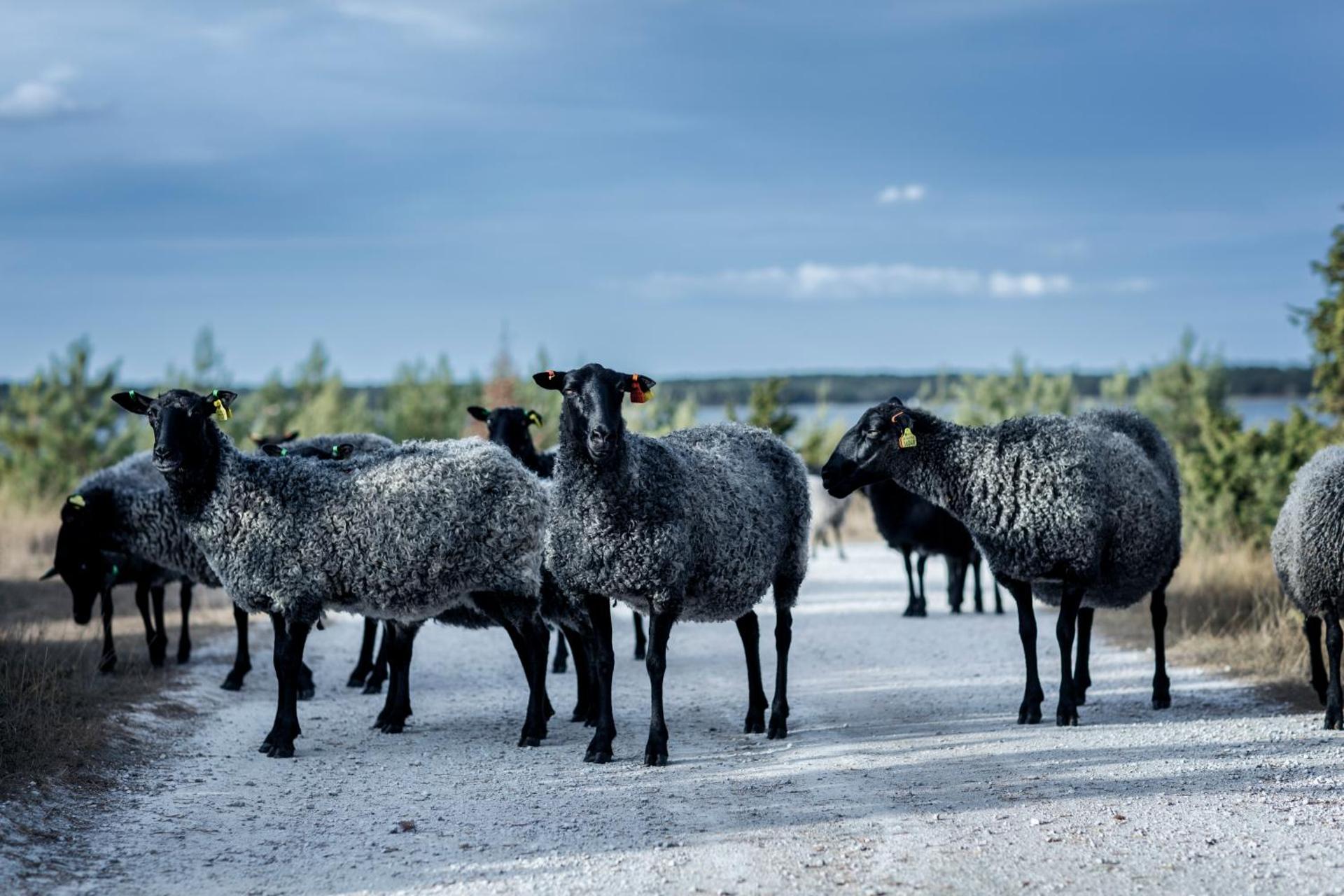 Fårösunds Fästning