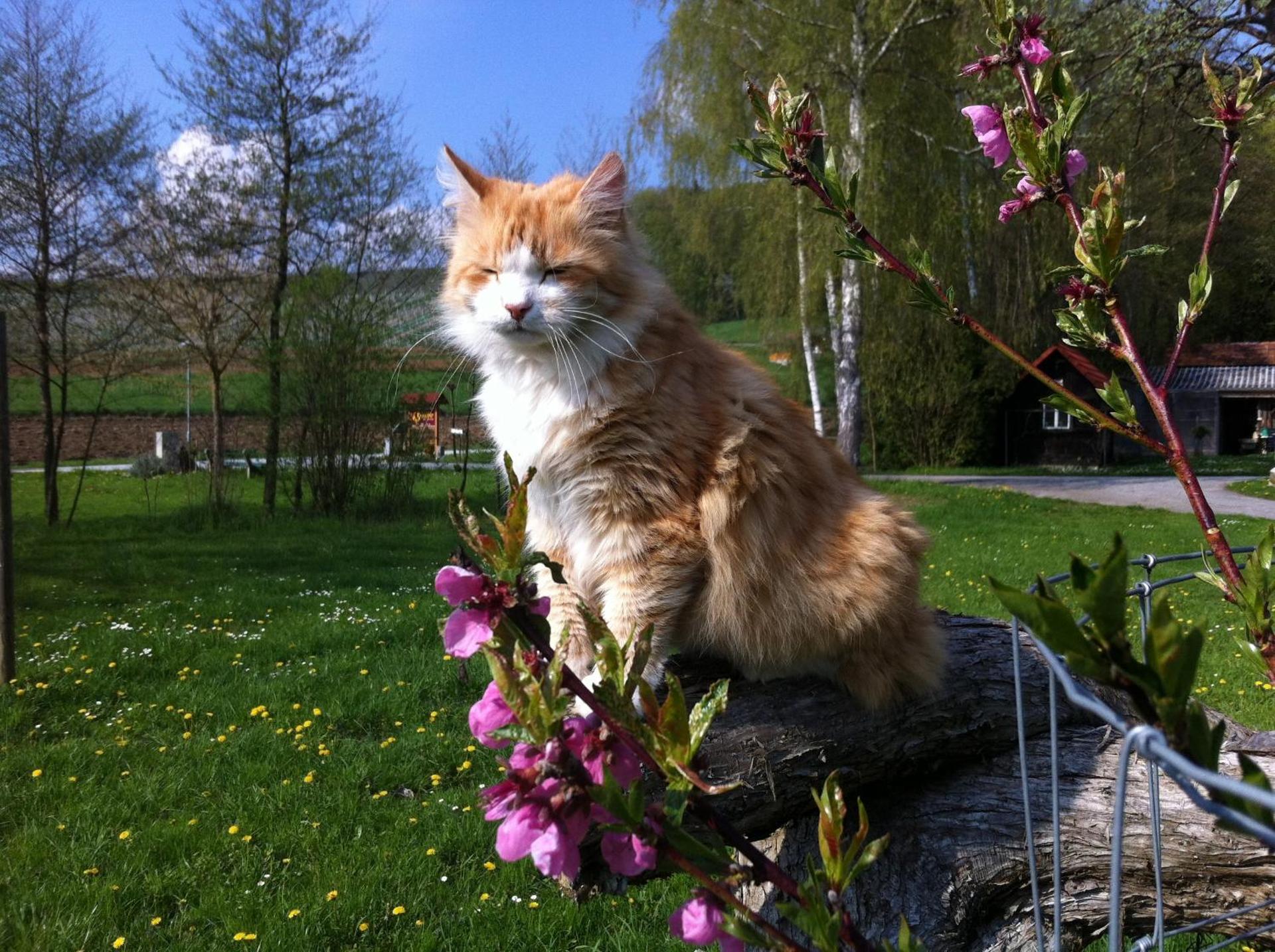 Frühstückspension Krump