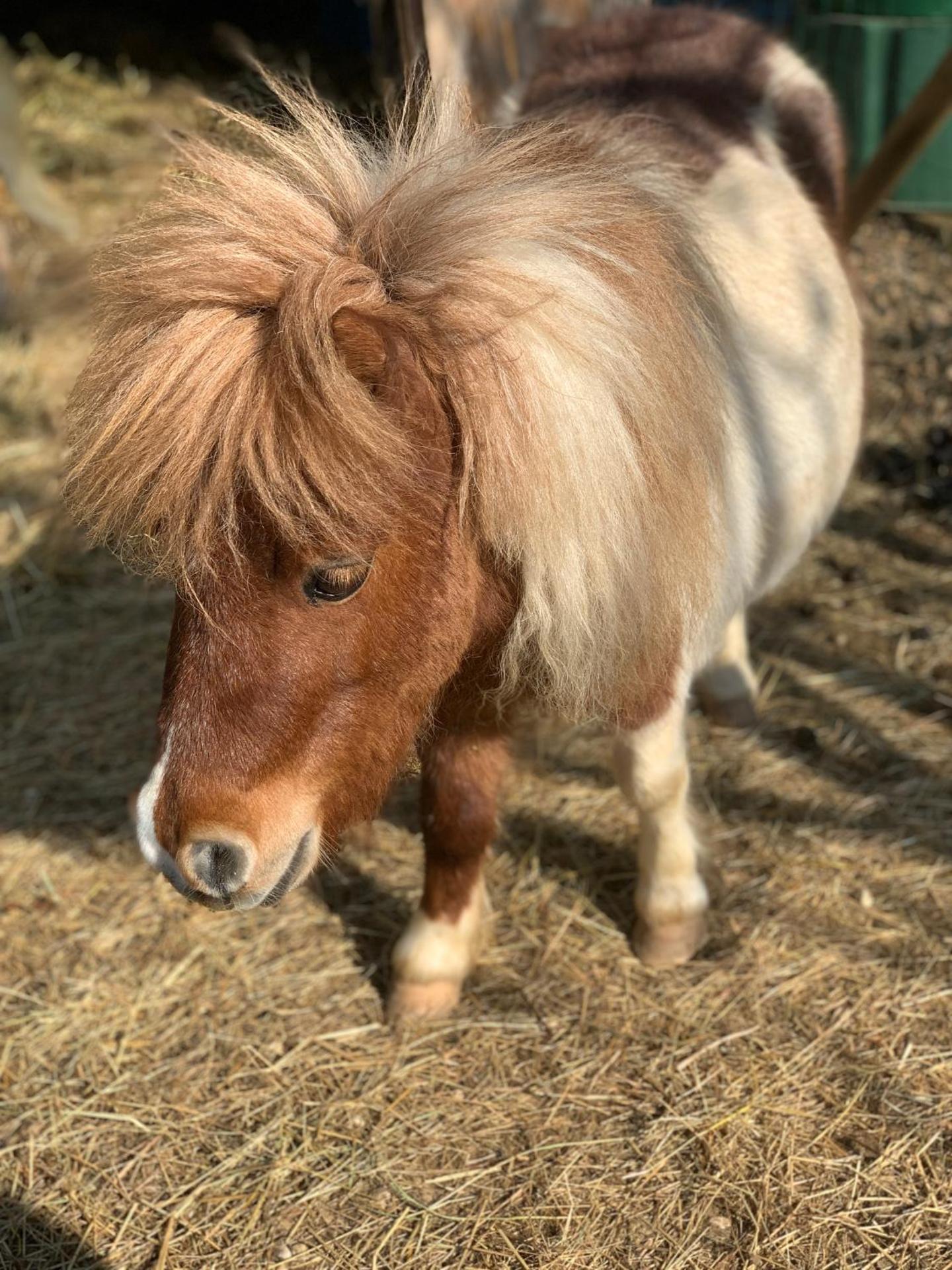 L’allée des peupliers