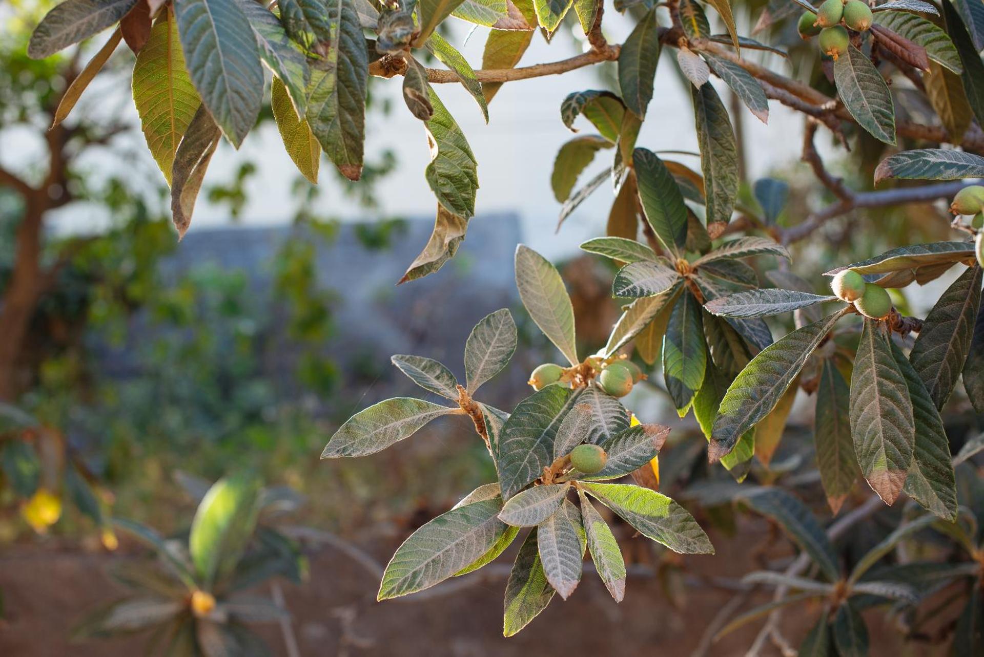 Hotel Rural Villa Ariadna