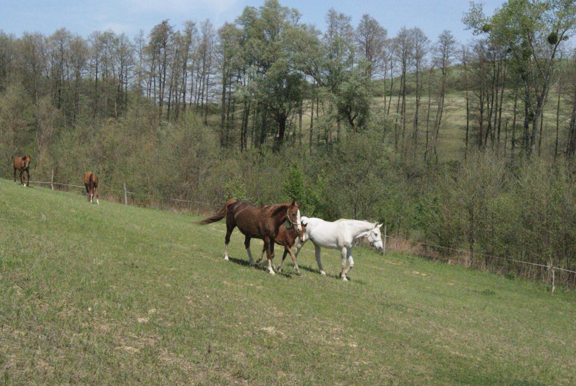 Bársonyberek vendégház Bakony