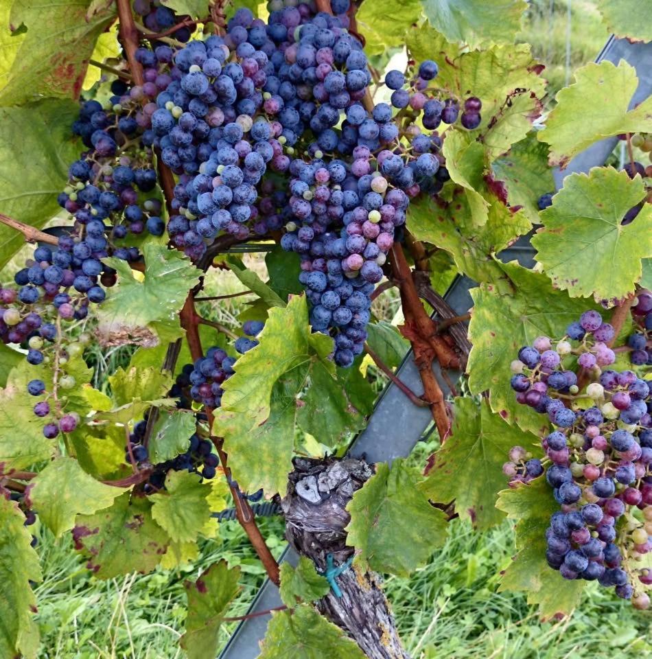 Ferienwohnungen Tauscher