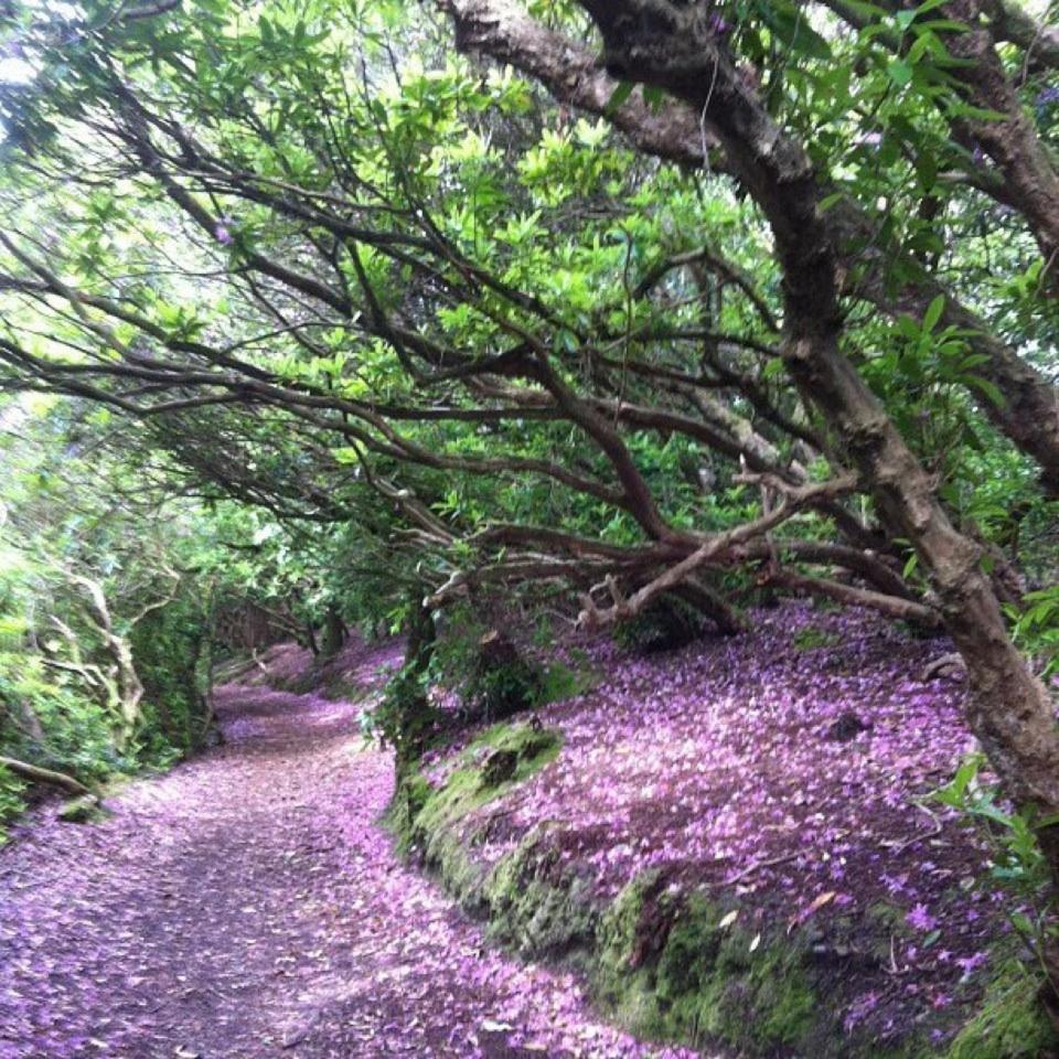 Foley's Guesthouse & Self Catering Holiday Homes