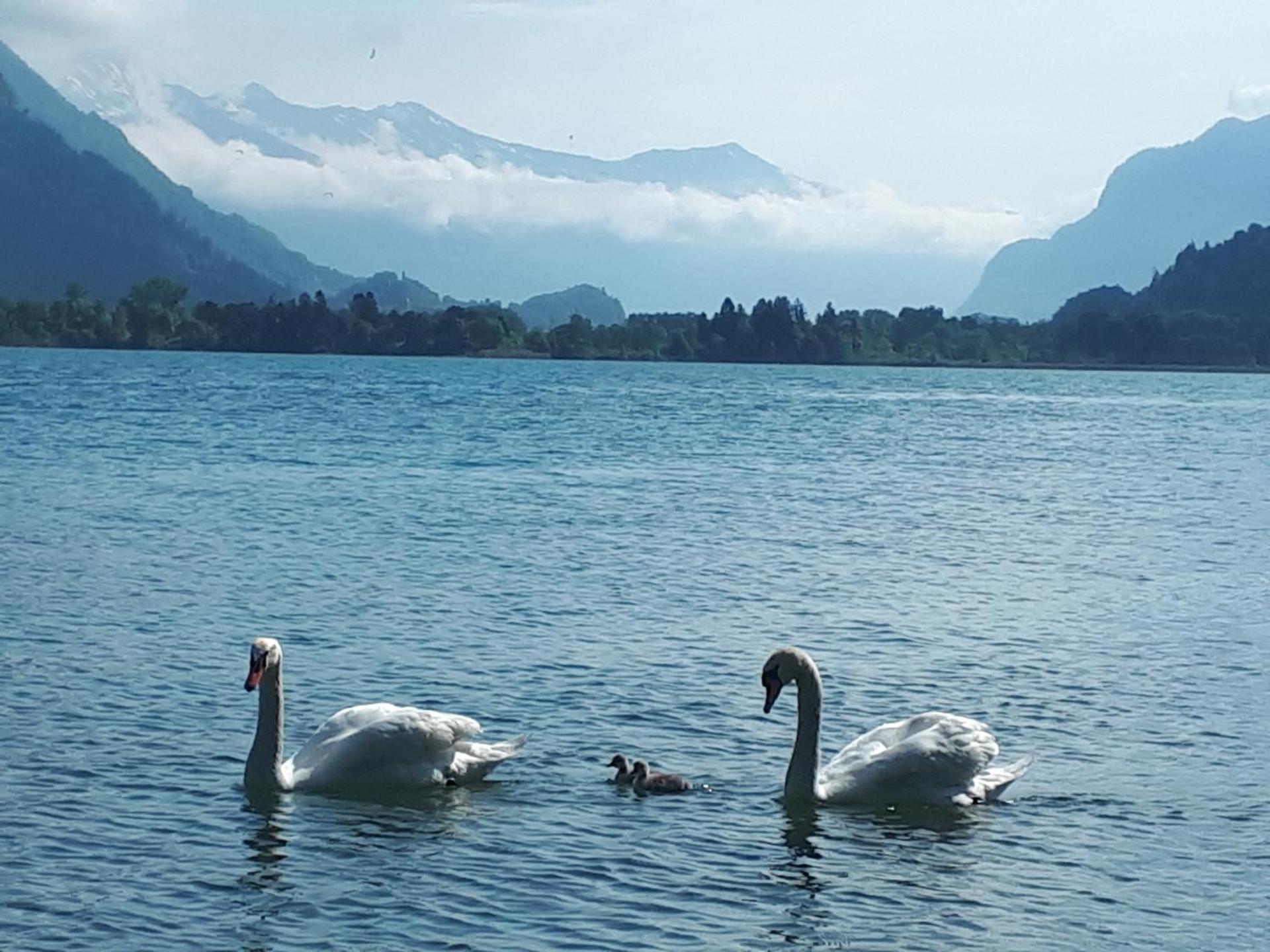 Berner Oberland Am Thunersee