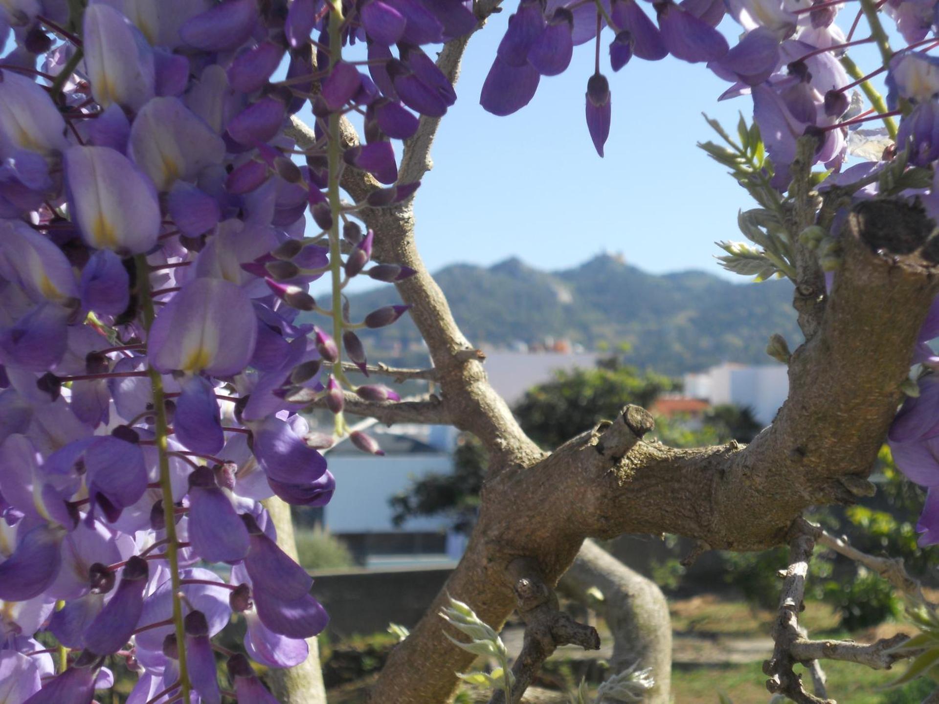 Galo Preto - Sintra Guesthouse