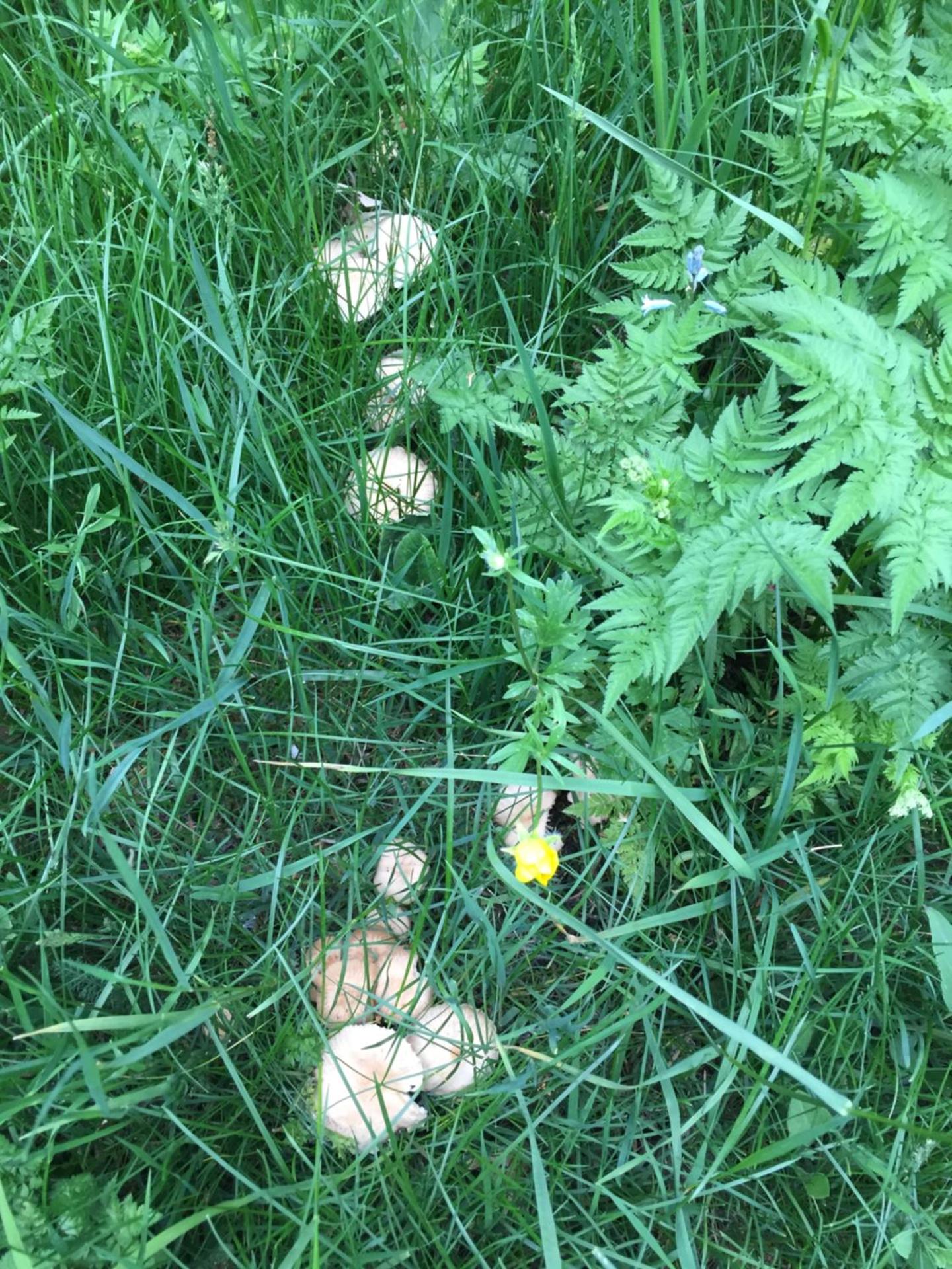 Apartamento Bachimala