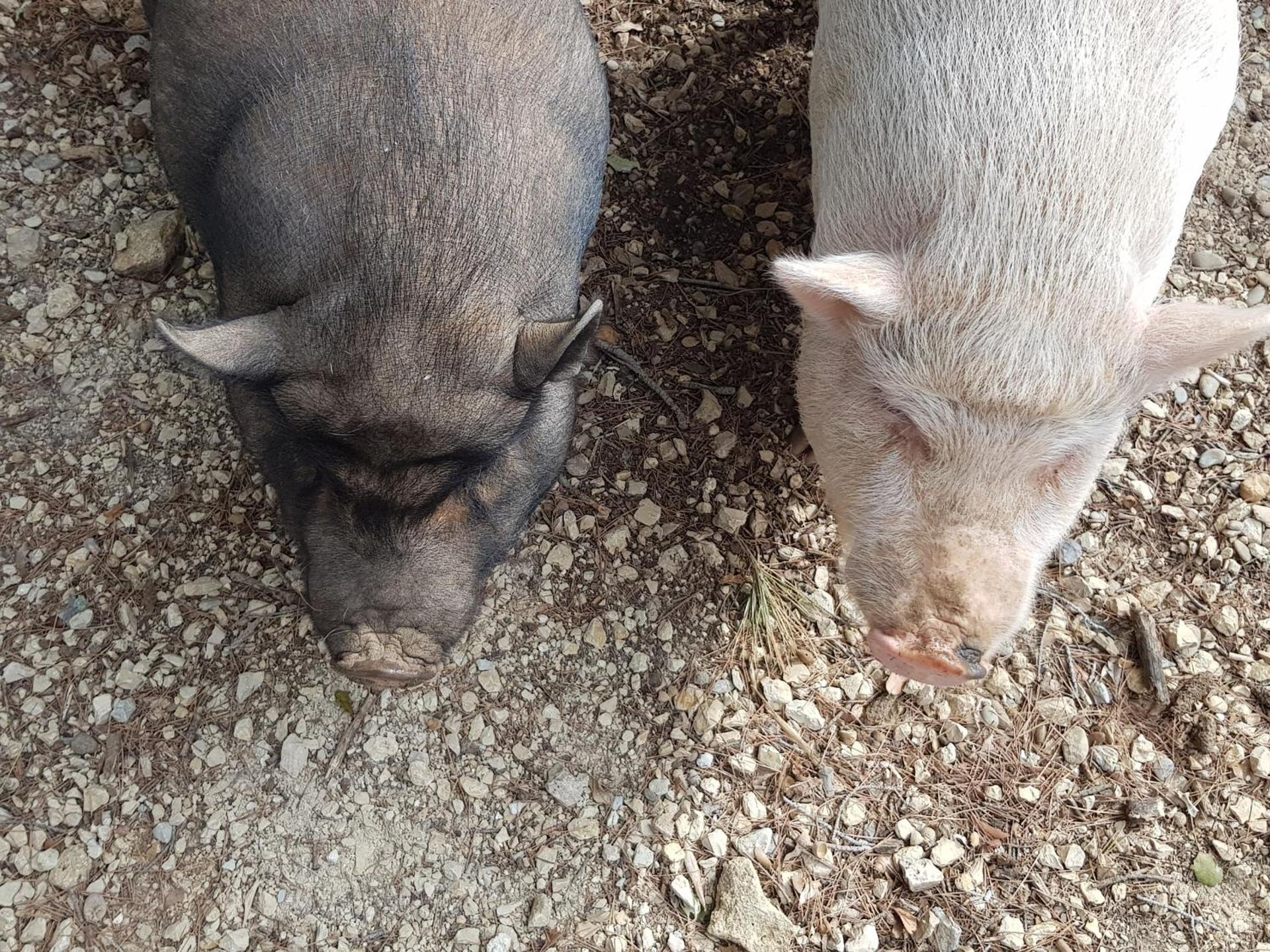 Le Domaine d'Alèzen