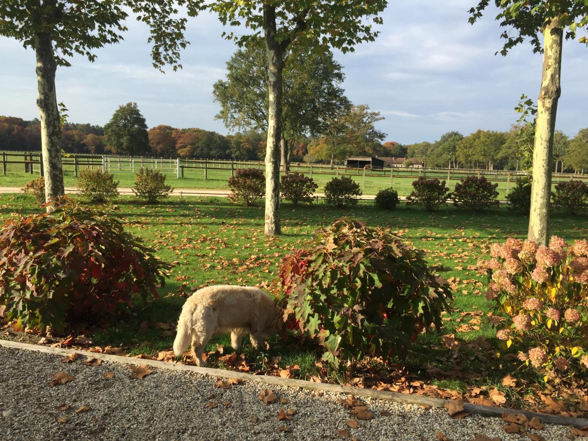 haras du Vignault Le Bûcher