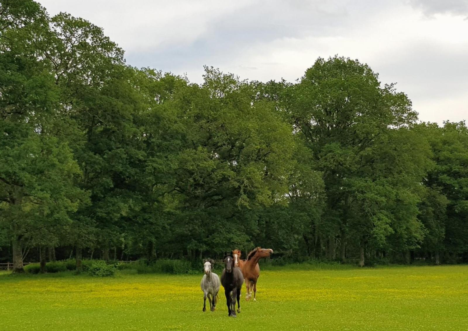 haras du Vignault Le Bûcher