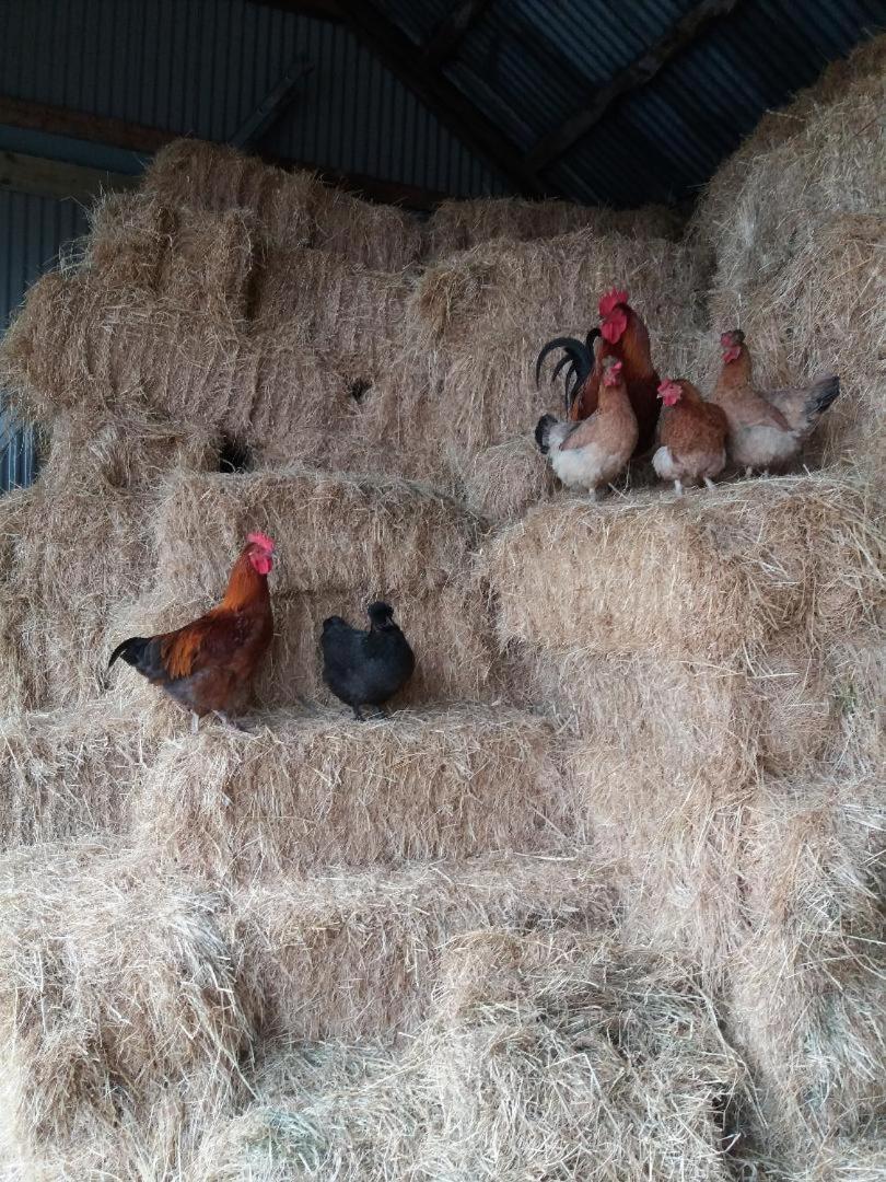 Conwy Pen Cefn Farm Holiday