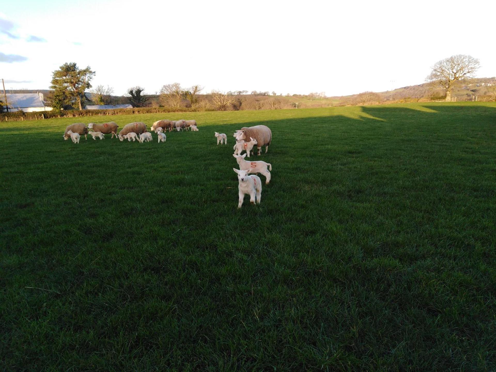 Conwy Pen Cefn Farm Holiday