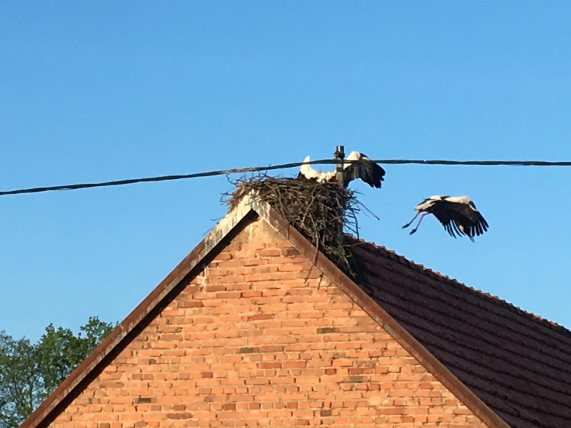 Le nid de cigognes