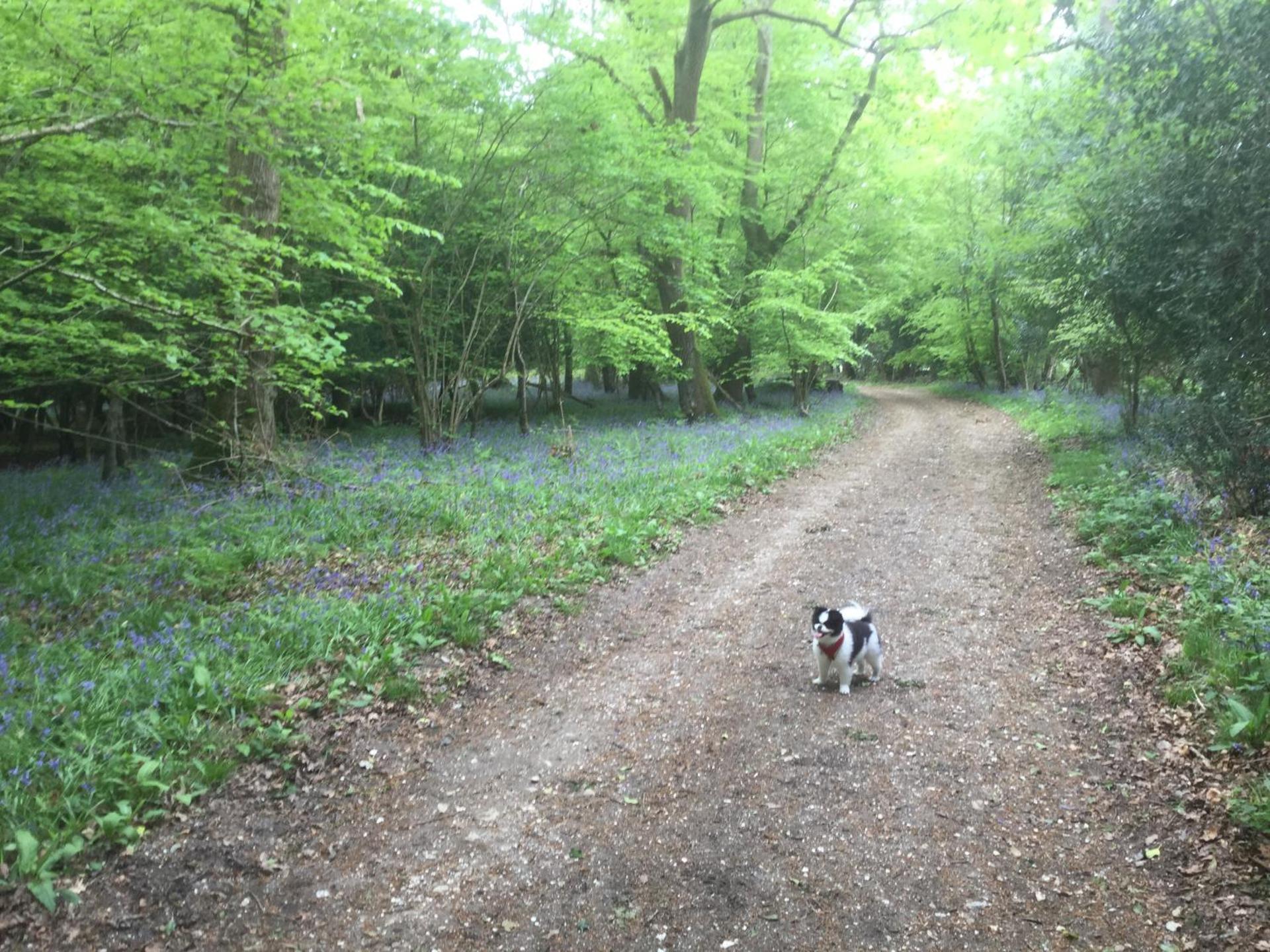 Albertine ,A warm welcome awaits you ,Offering room only or bed and breakfast ,Ideal location for Solent Way ,High Street ,Isle of Wight ,New Forest