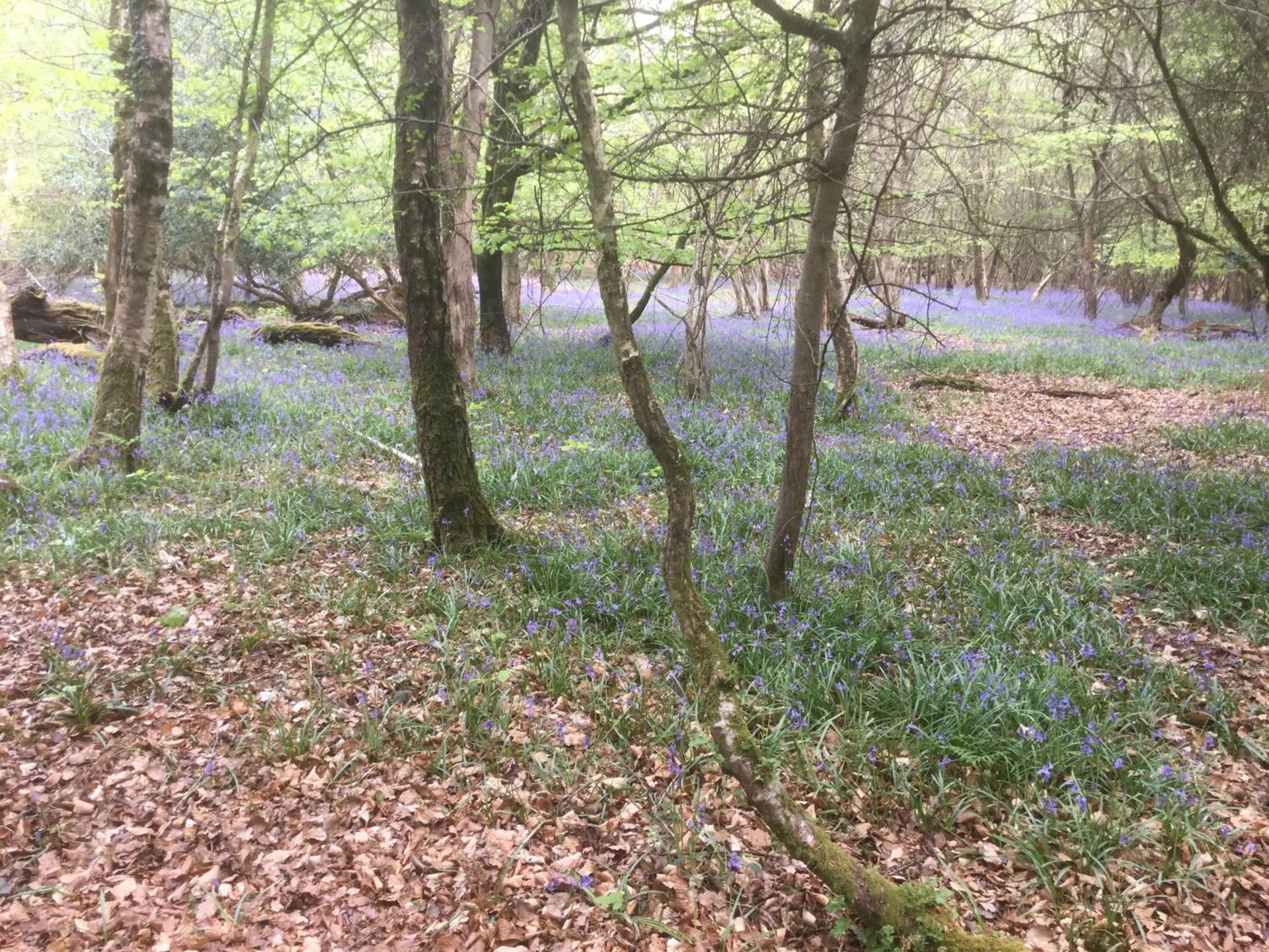 Albertine ,A warm welcome awaits you ,Offering room only or bed and breakfast ,Ideal location for Solent Way ,High Street ,Isle of Wight ,New Forest