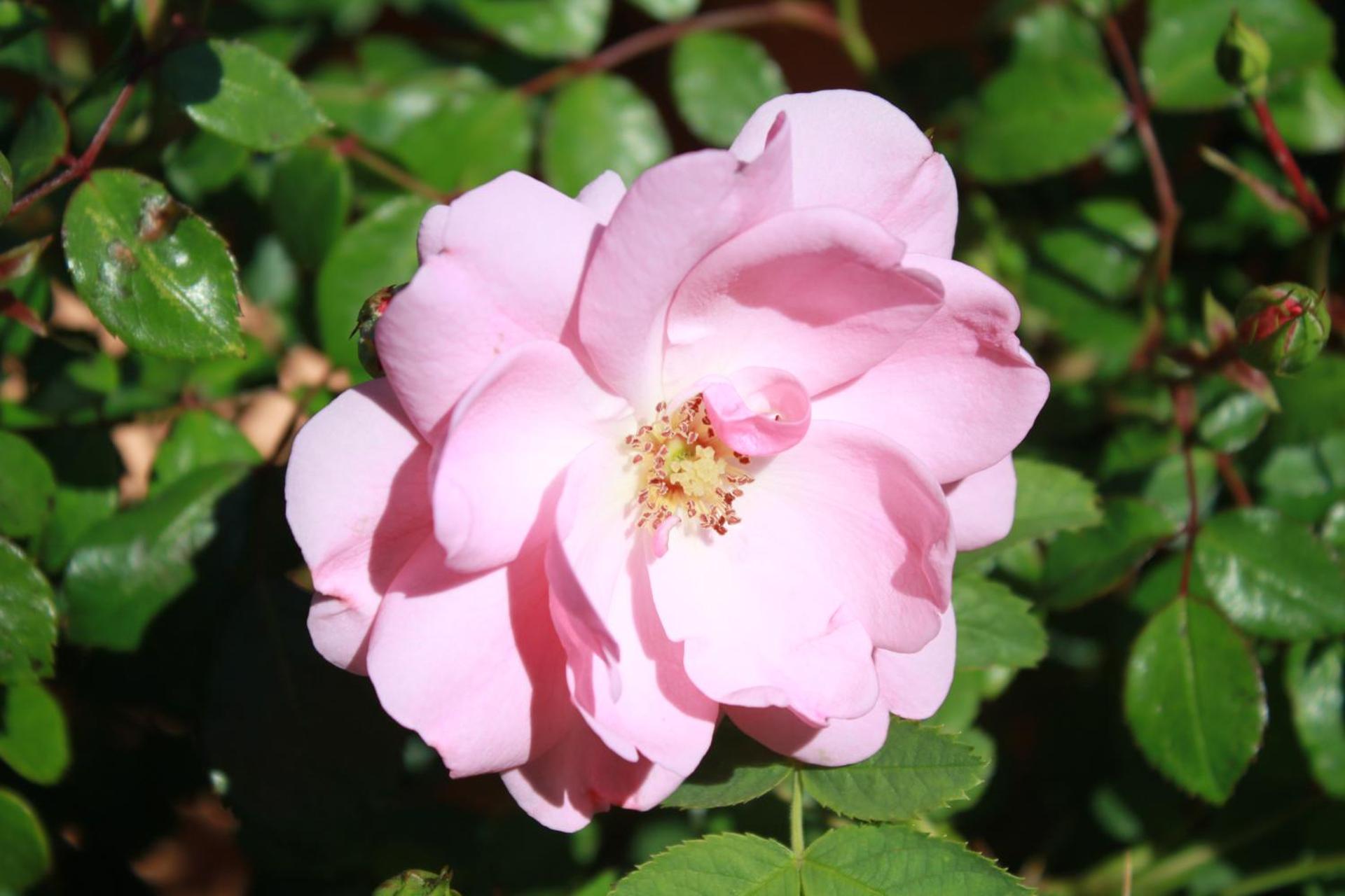 Villa Francesca Pomezia Roma