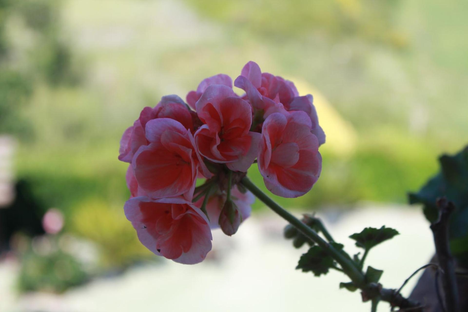 Villa Francesca Pomezia Roma