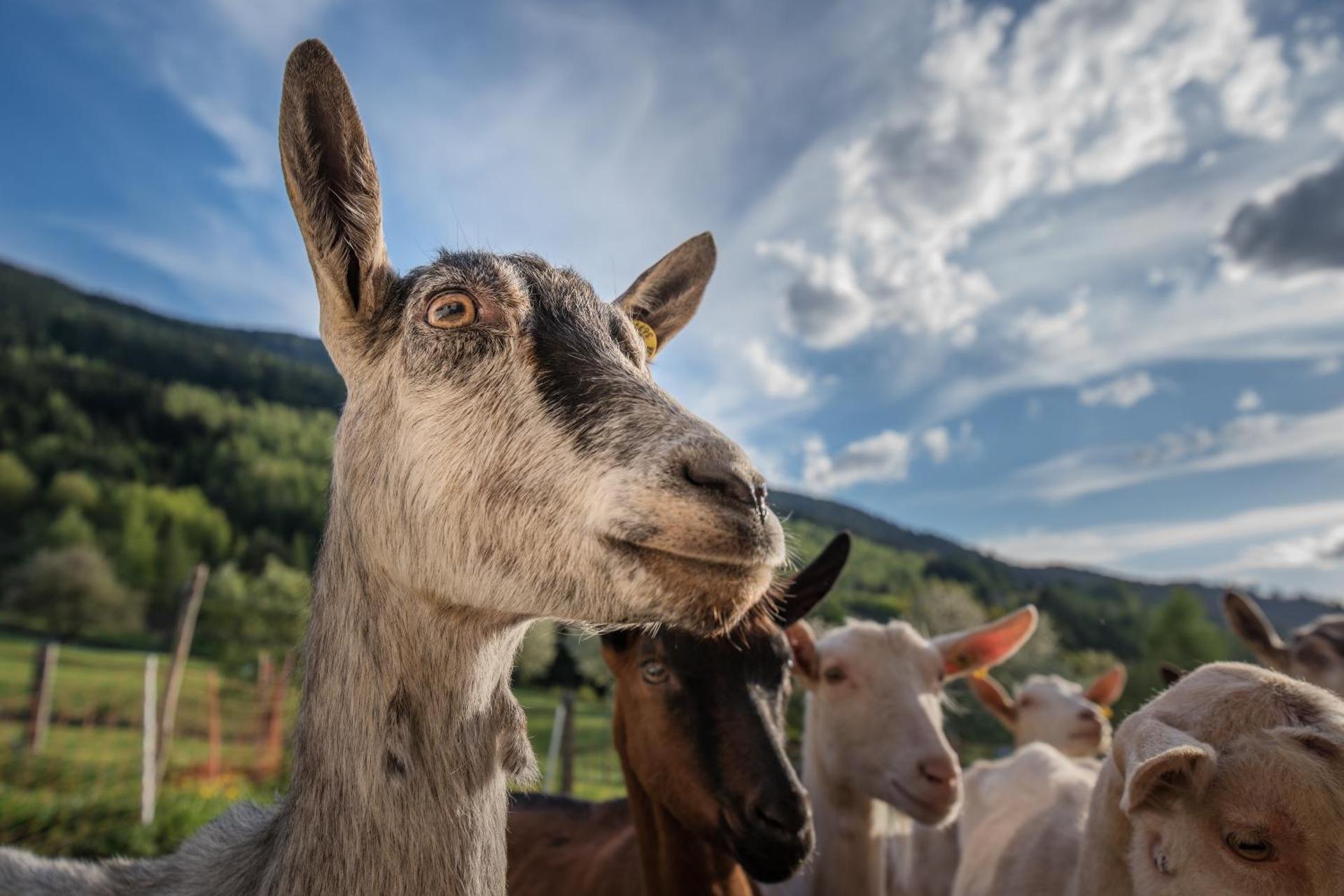 Agritur Maso Piasina