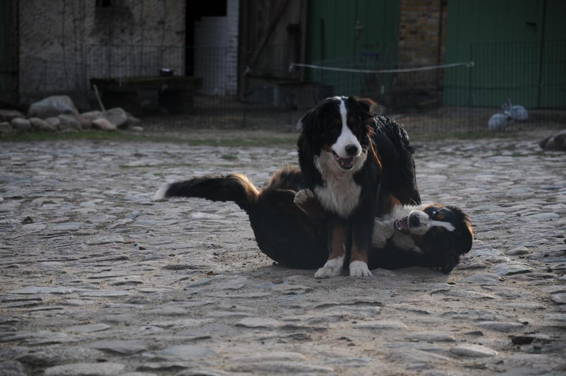 Mirabellenhof- Remise