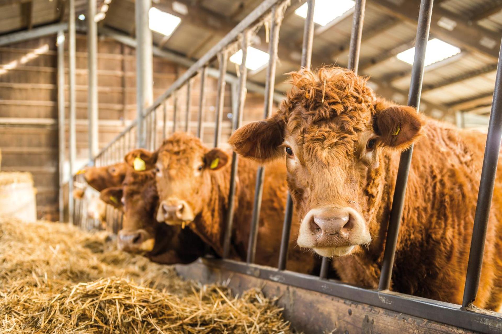 Ferienwohnung am Bauernhof