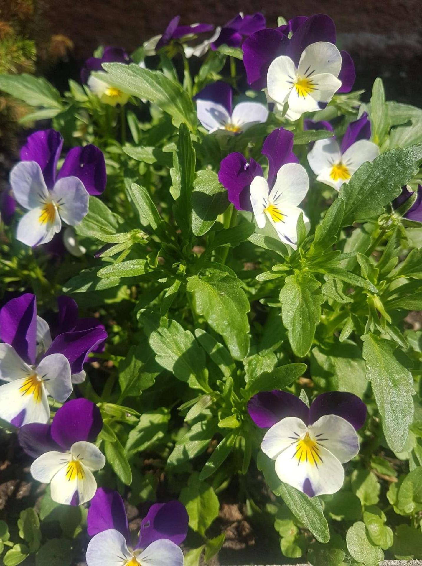 Apartment Holiday Lungötz