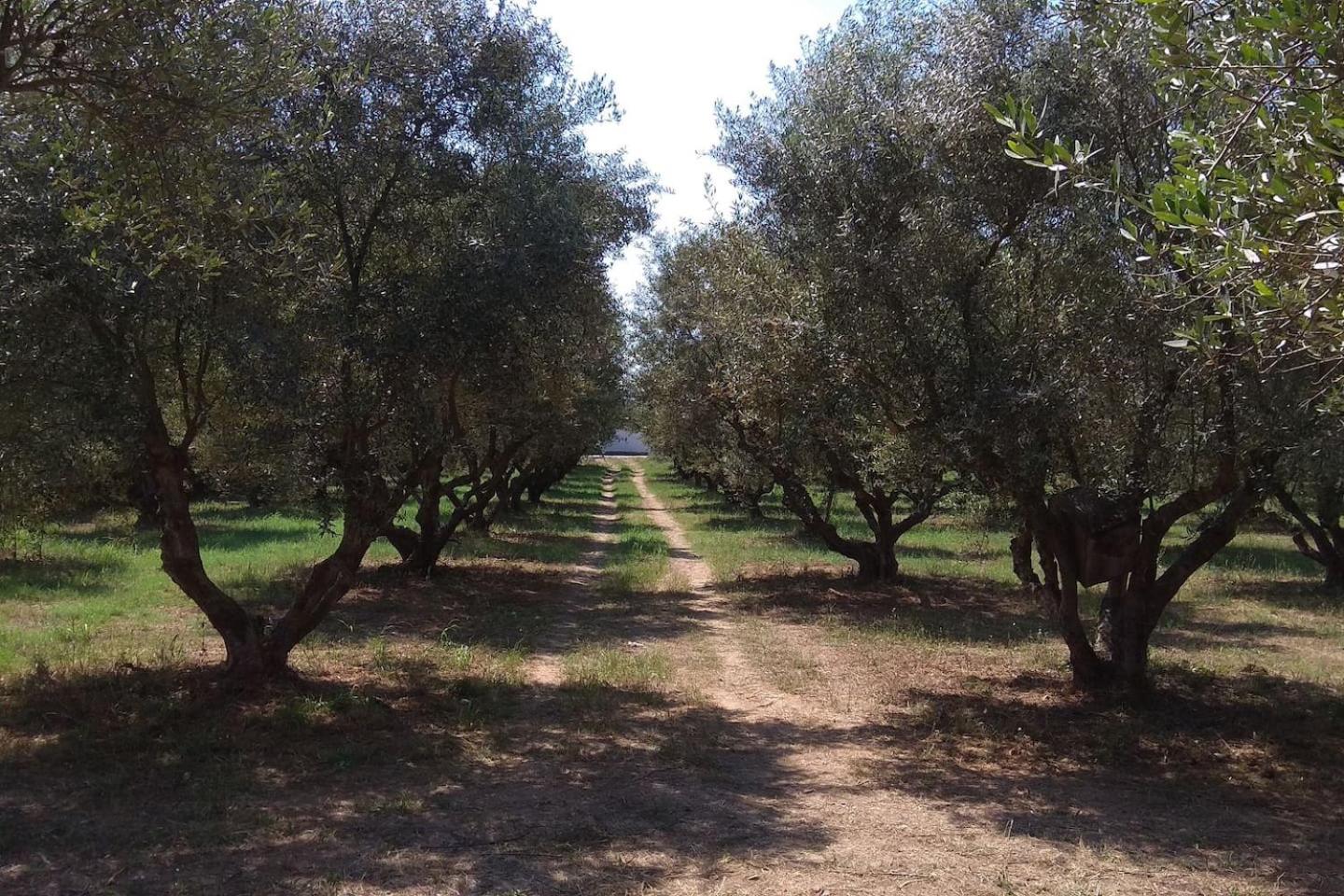 Mallios Home FLOKA close to Ancient Olympia