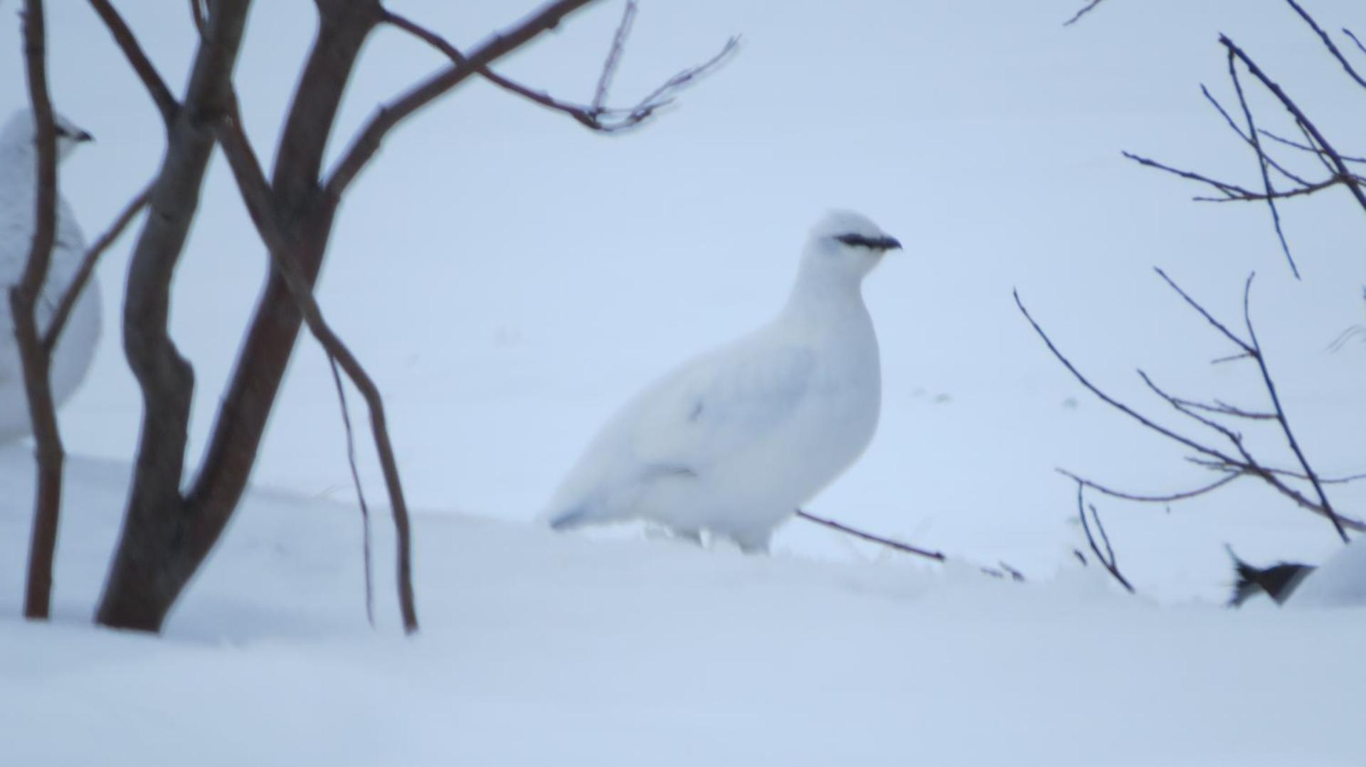 Hvammur 1 with private hot tub