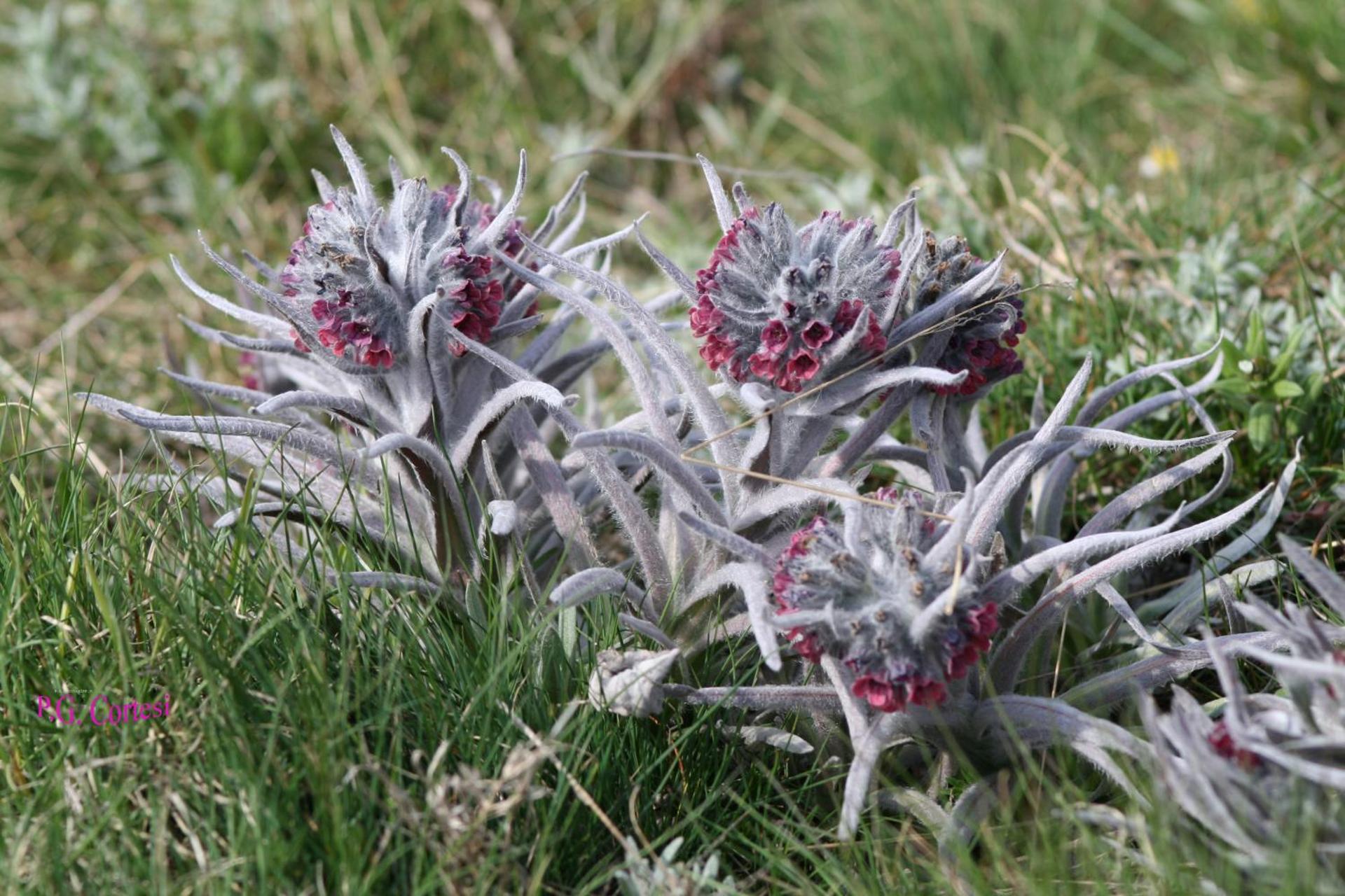 Albergo Ristorante Monte Selva