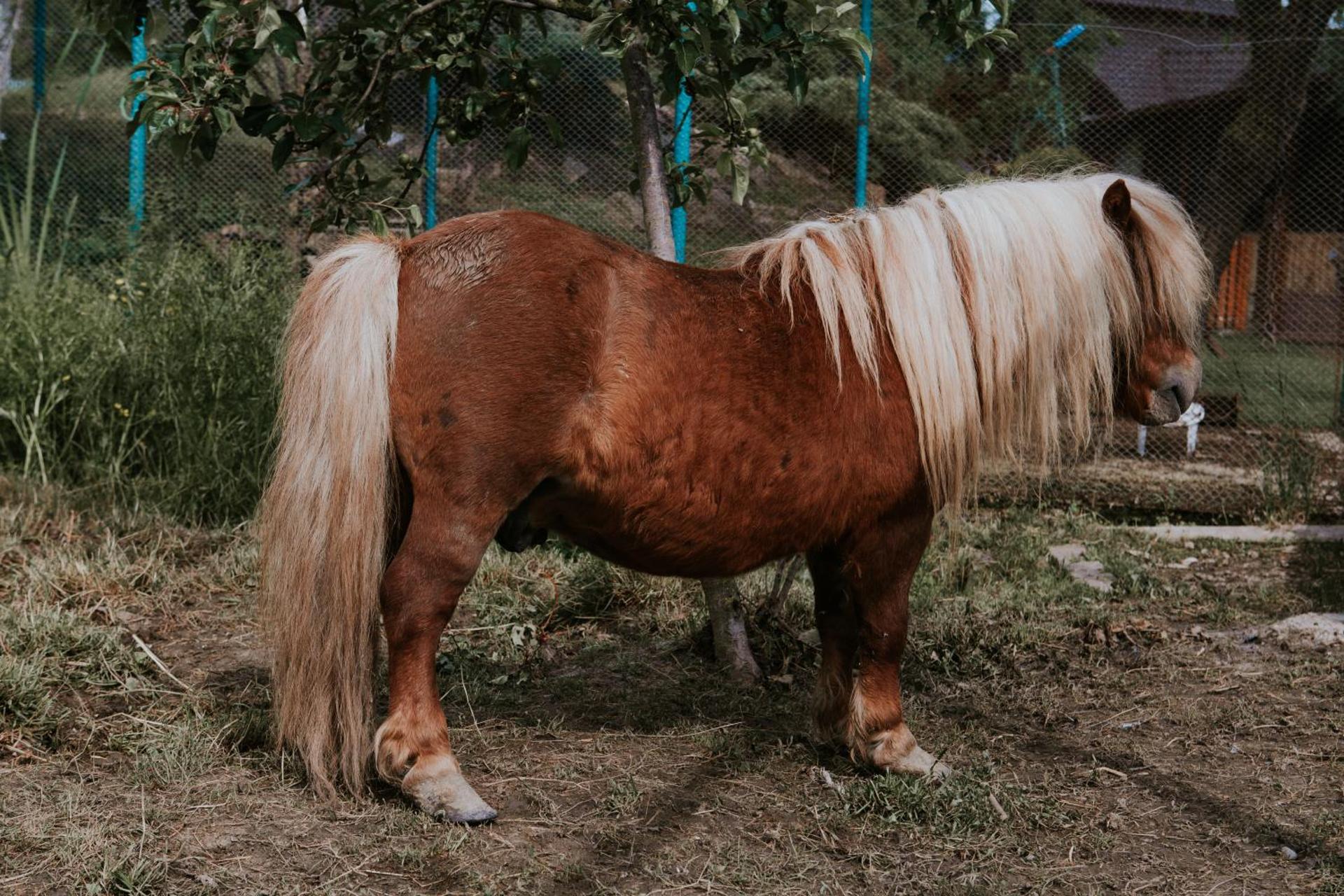 Hotel-Restaurant Milenium