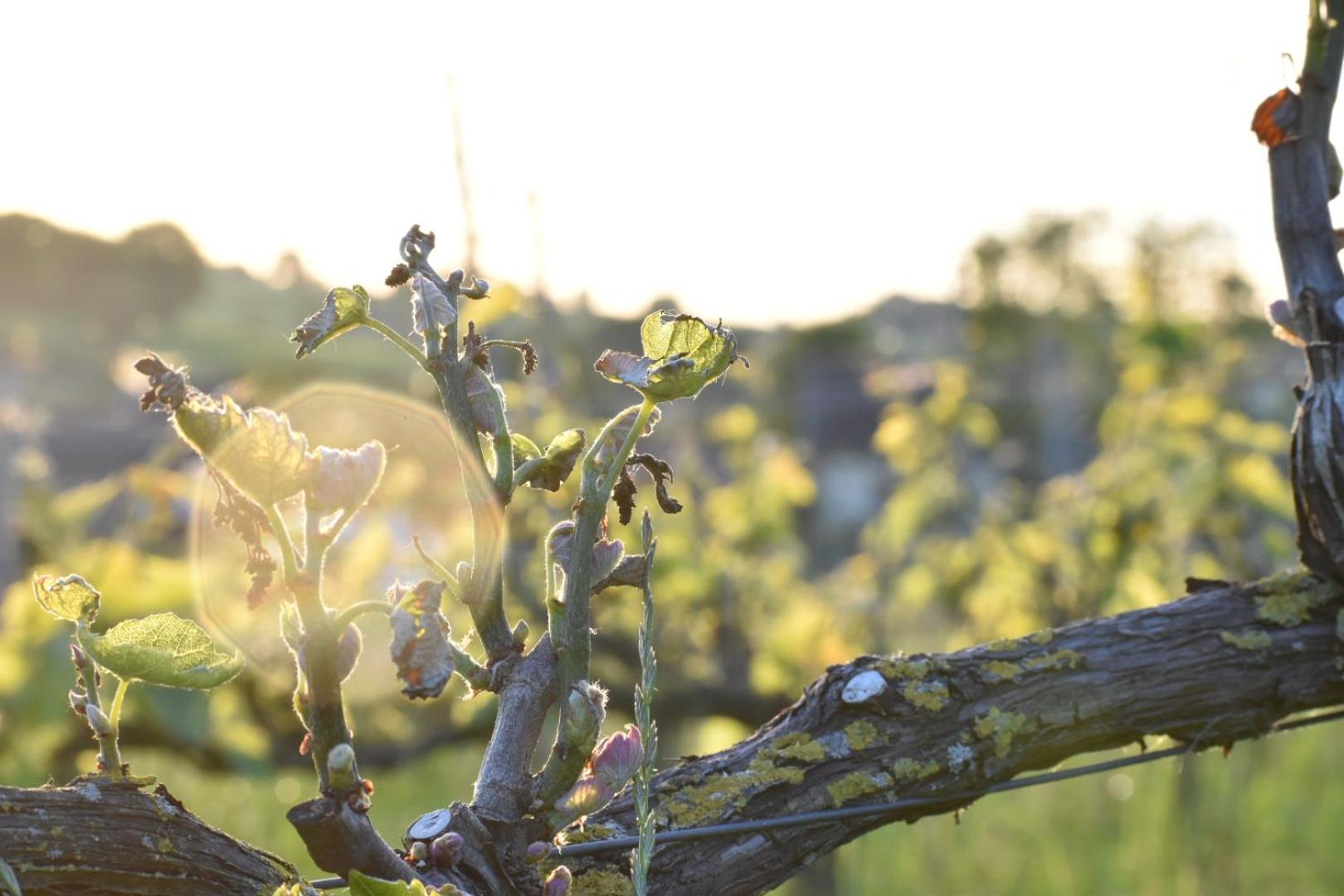 Wijndomein Zwaeneberg