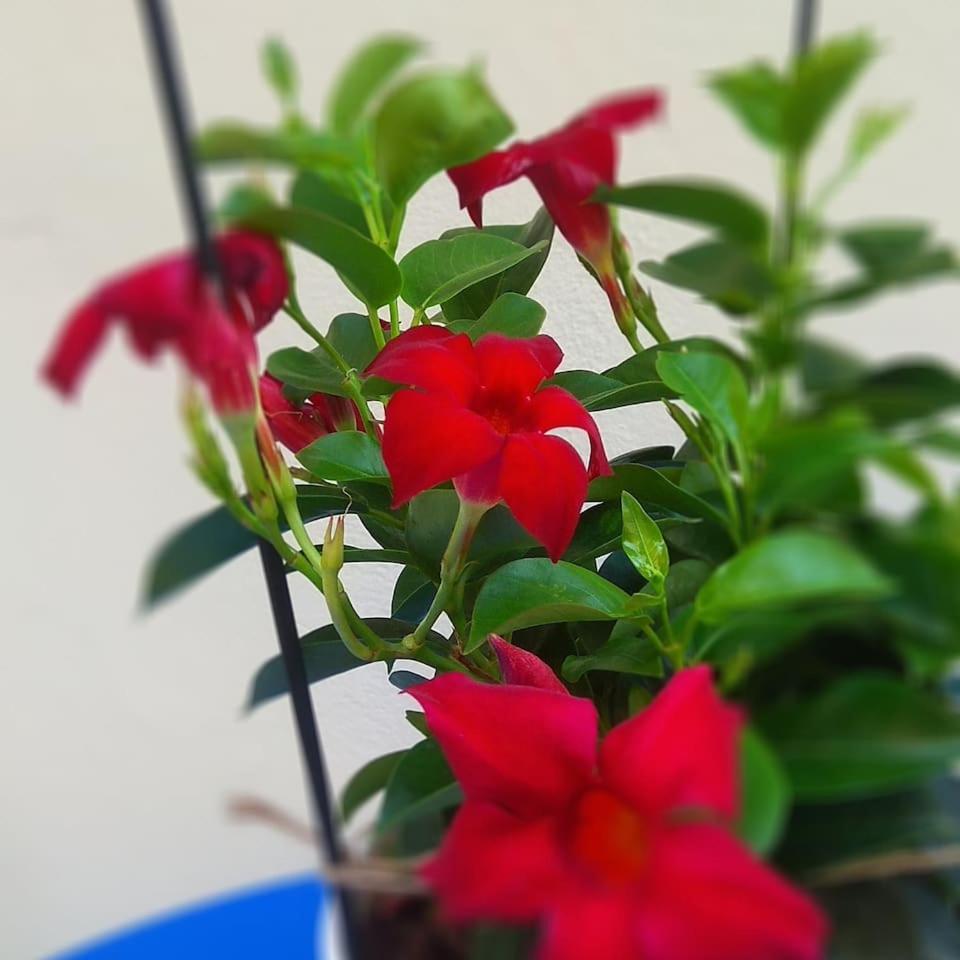 Anna's Relaxing Dreamhouse