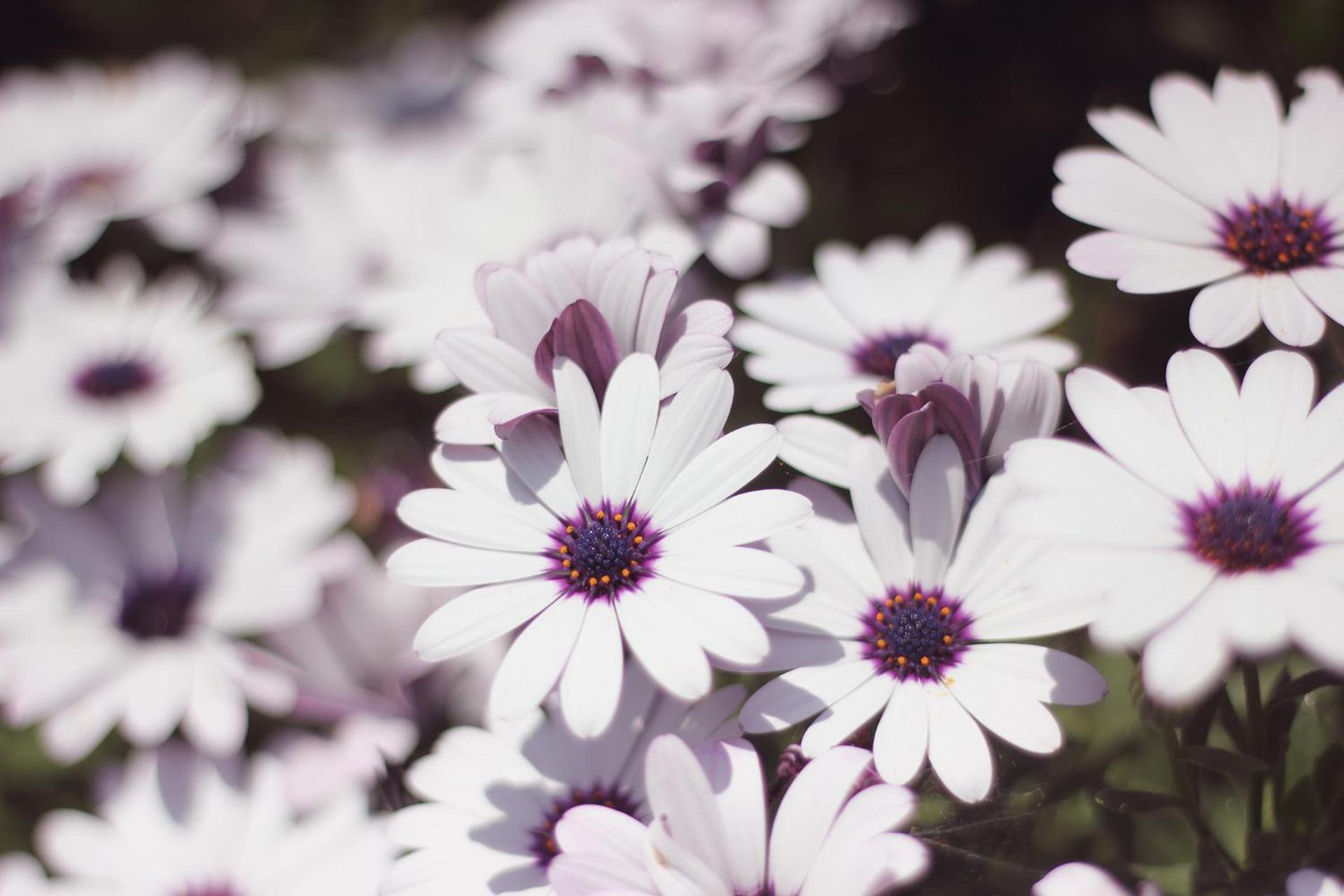 Madera y Mar (familias/parejas)
