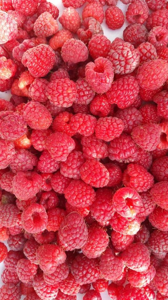 piccolo casale a "le Moline" in una vera fattoria