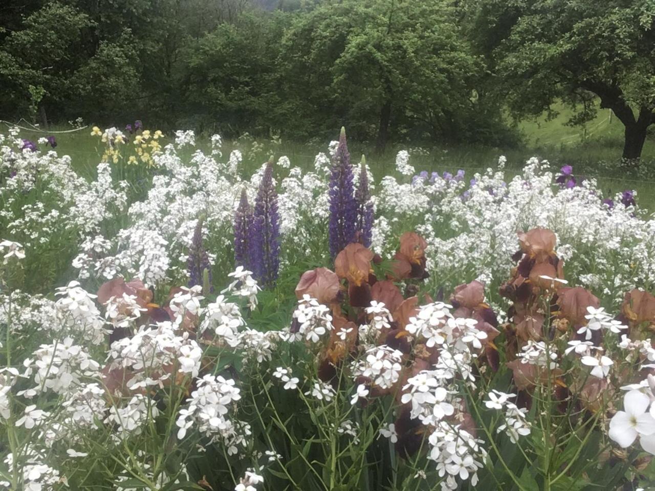 Kleine Villa im wilden Garten