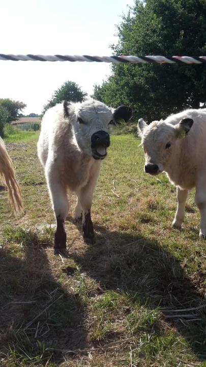 Galloway Hof Wantewitz