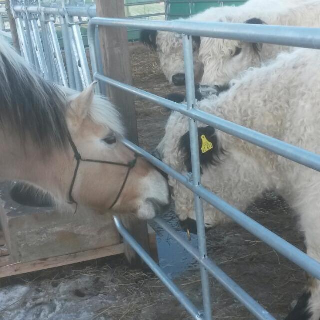 Galloway Hof Wantewitz