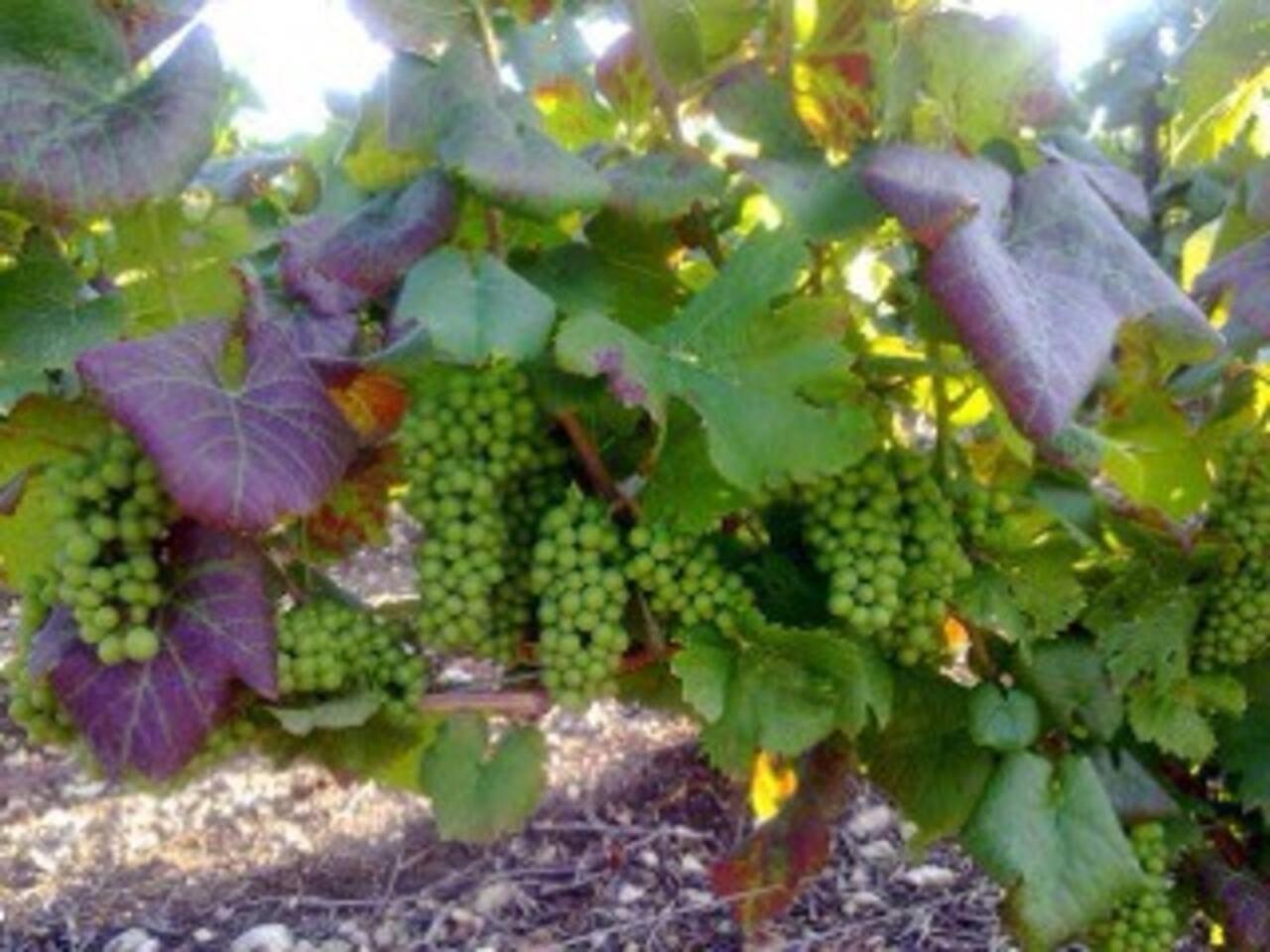 Le Cocon à Ay-Champagne Escapade romantique & dégustation de Champagne