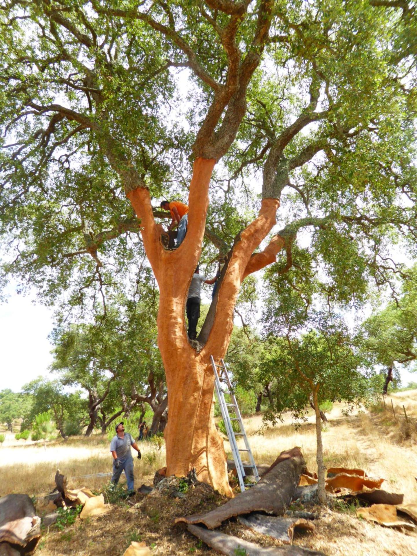 Monte da Cascalheirinha