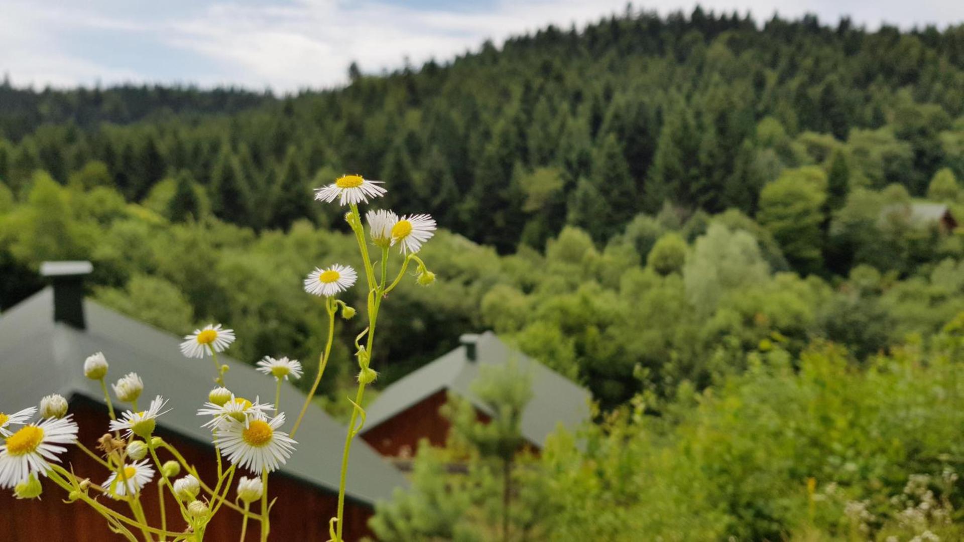 Domki przy lesie 300m od jeziora
